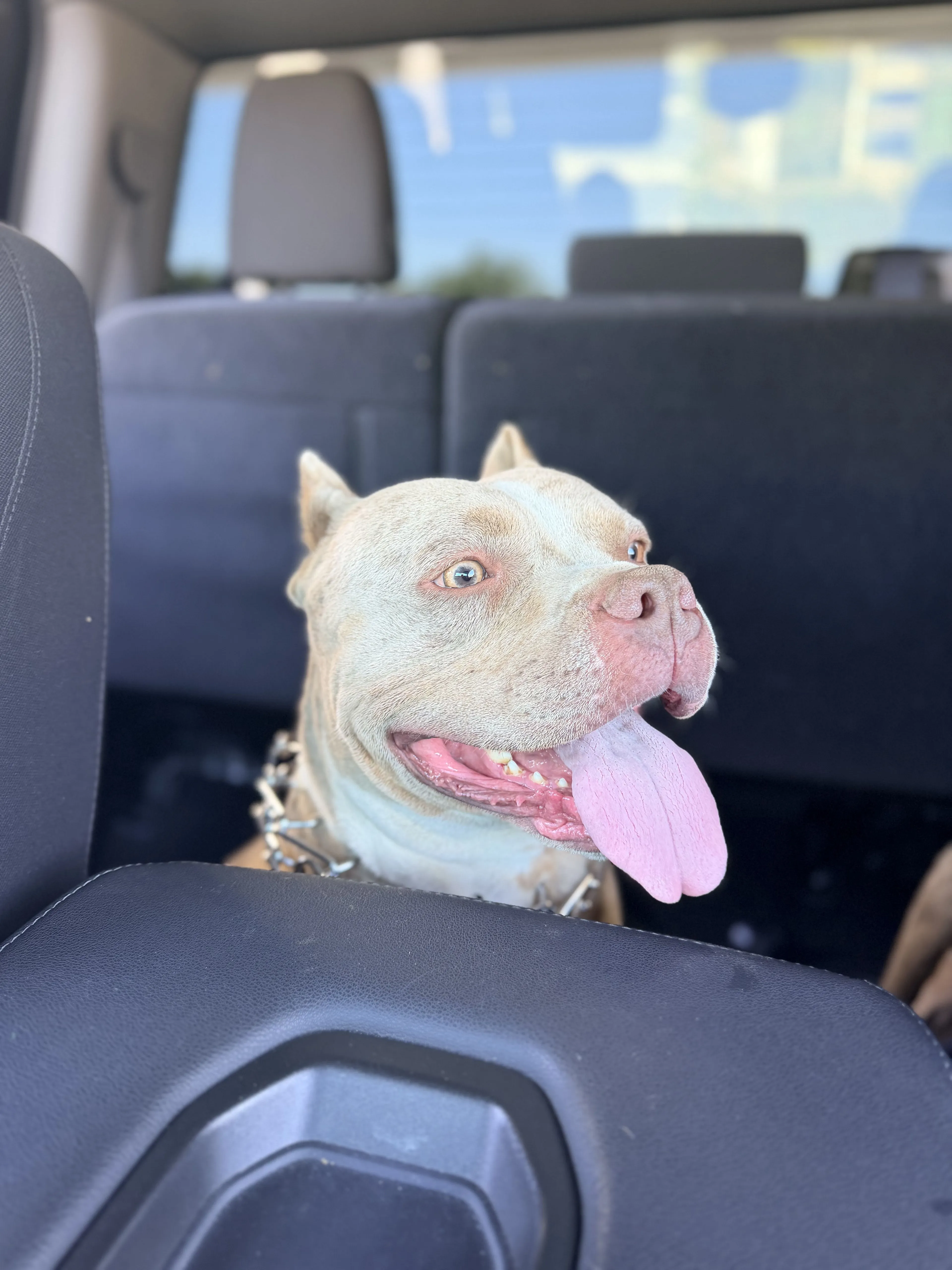 Lost pet-2