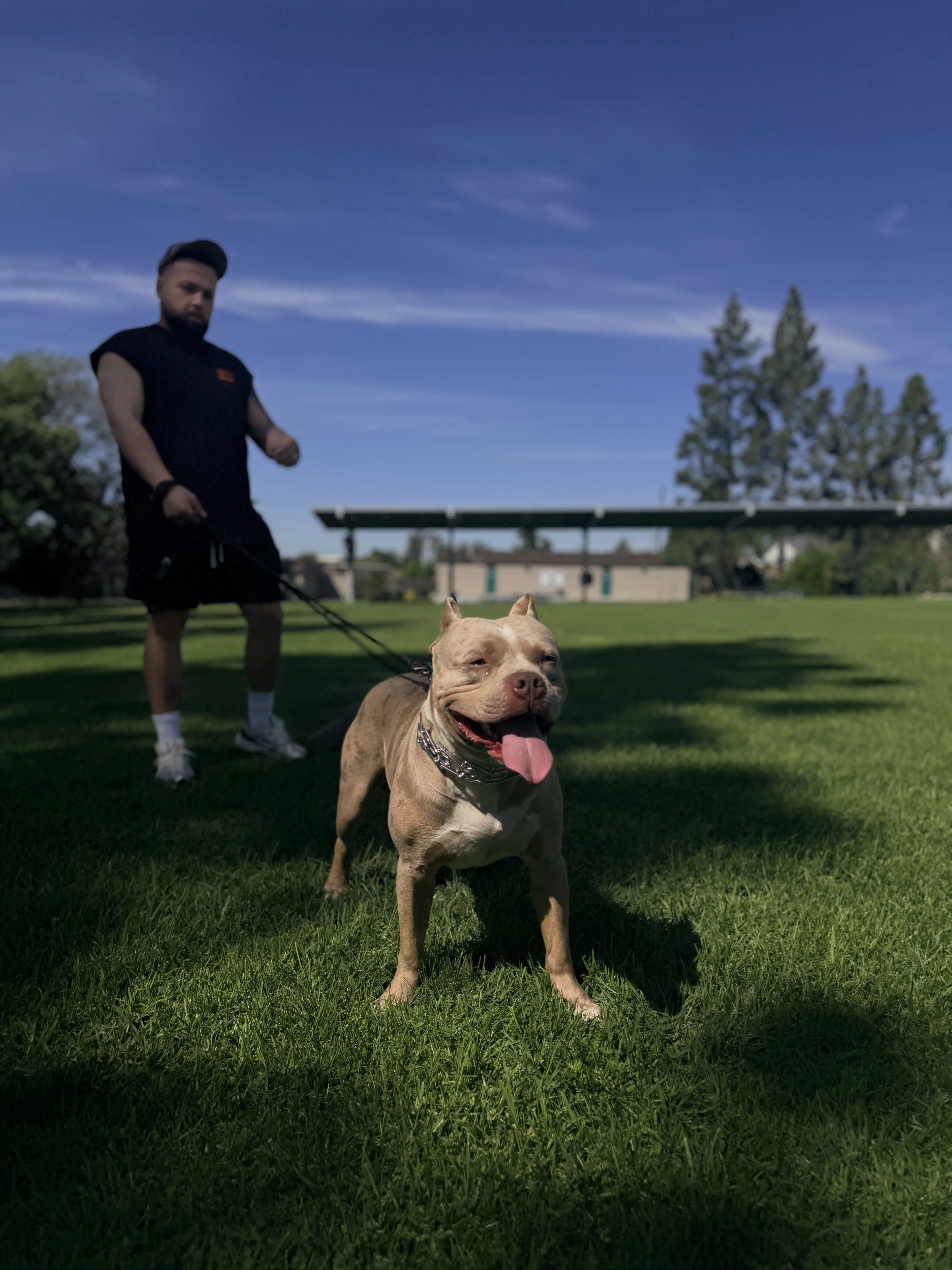 Lost pet-1