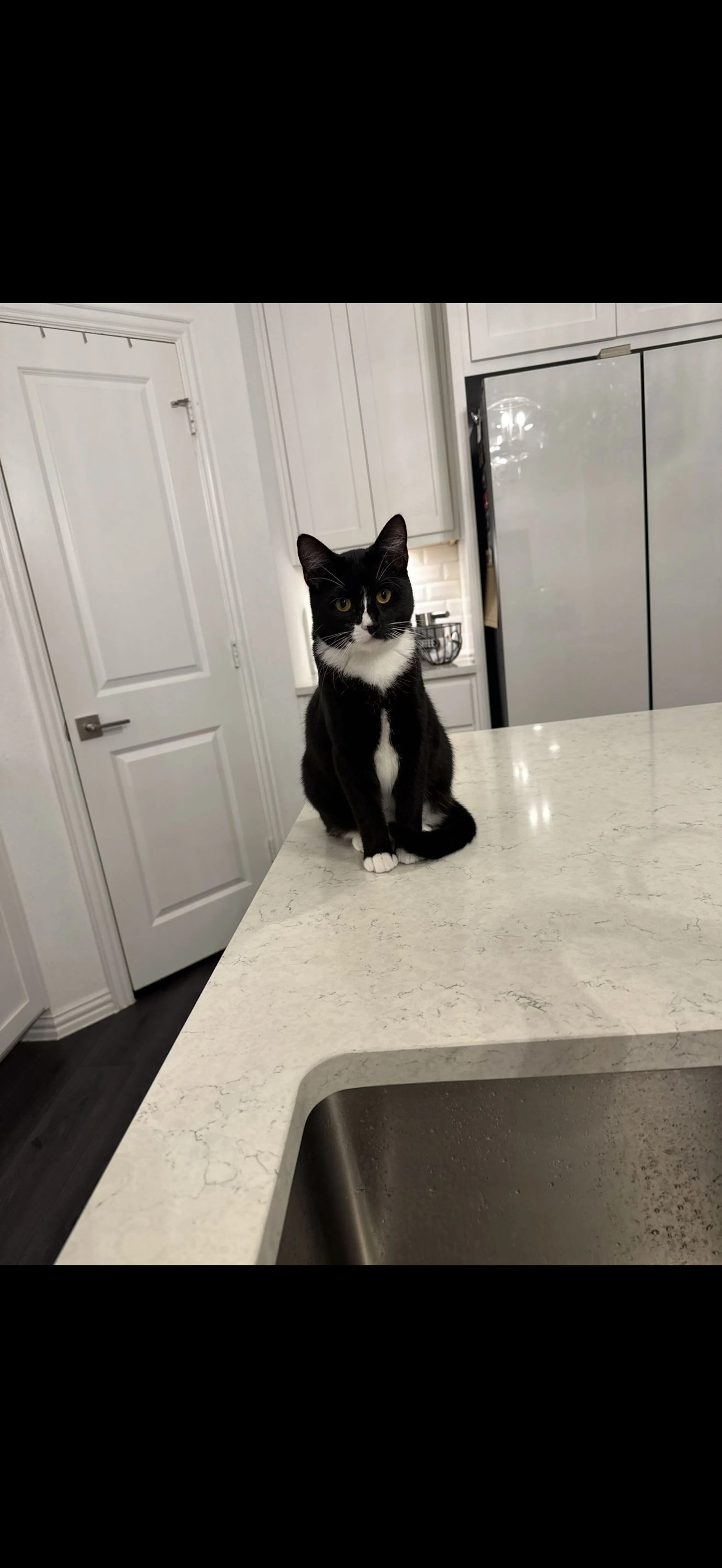 Lost pet