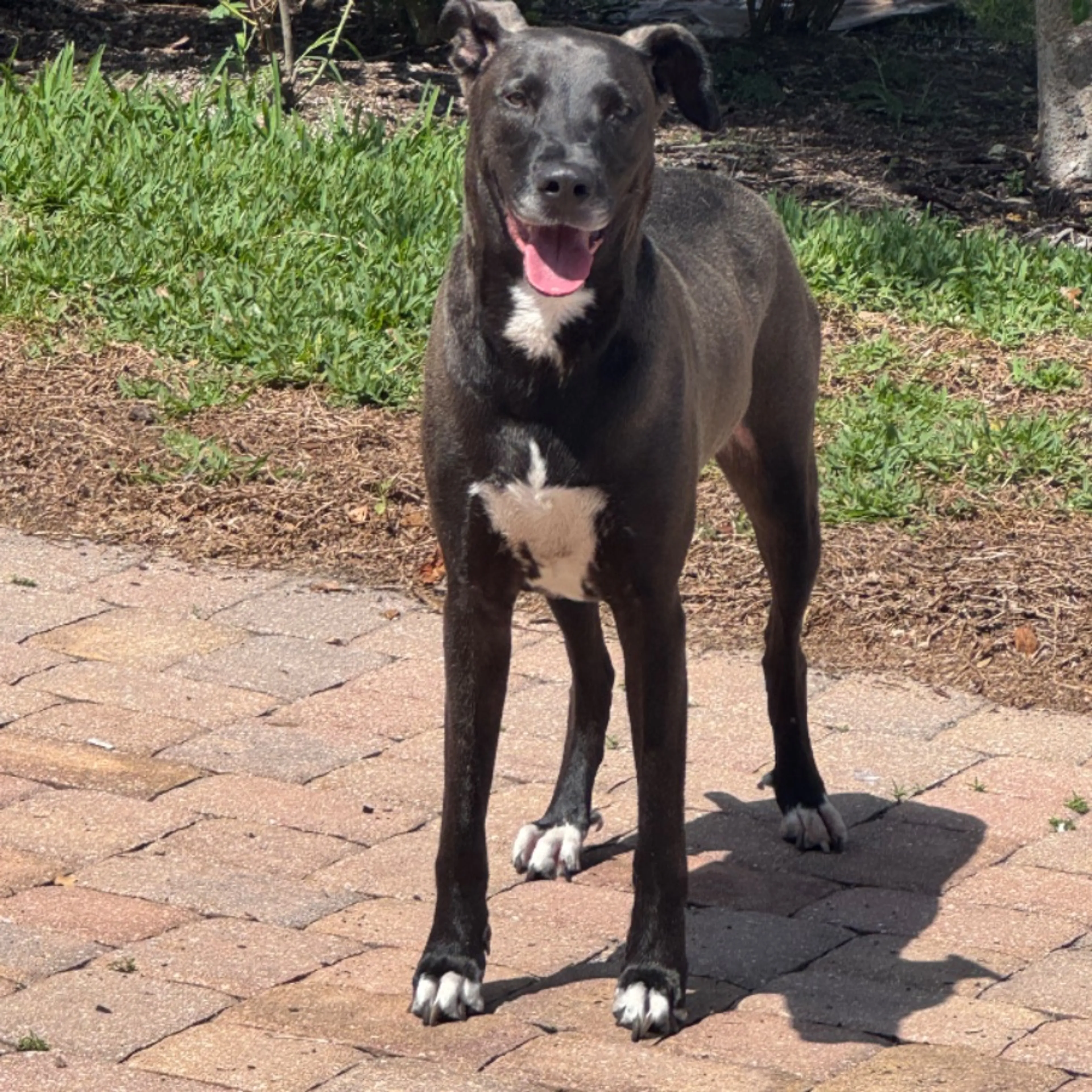 Found pet