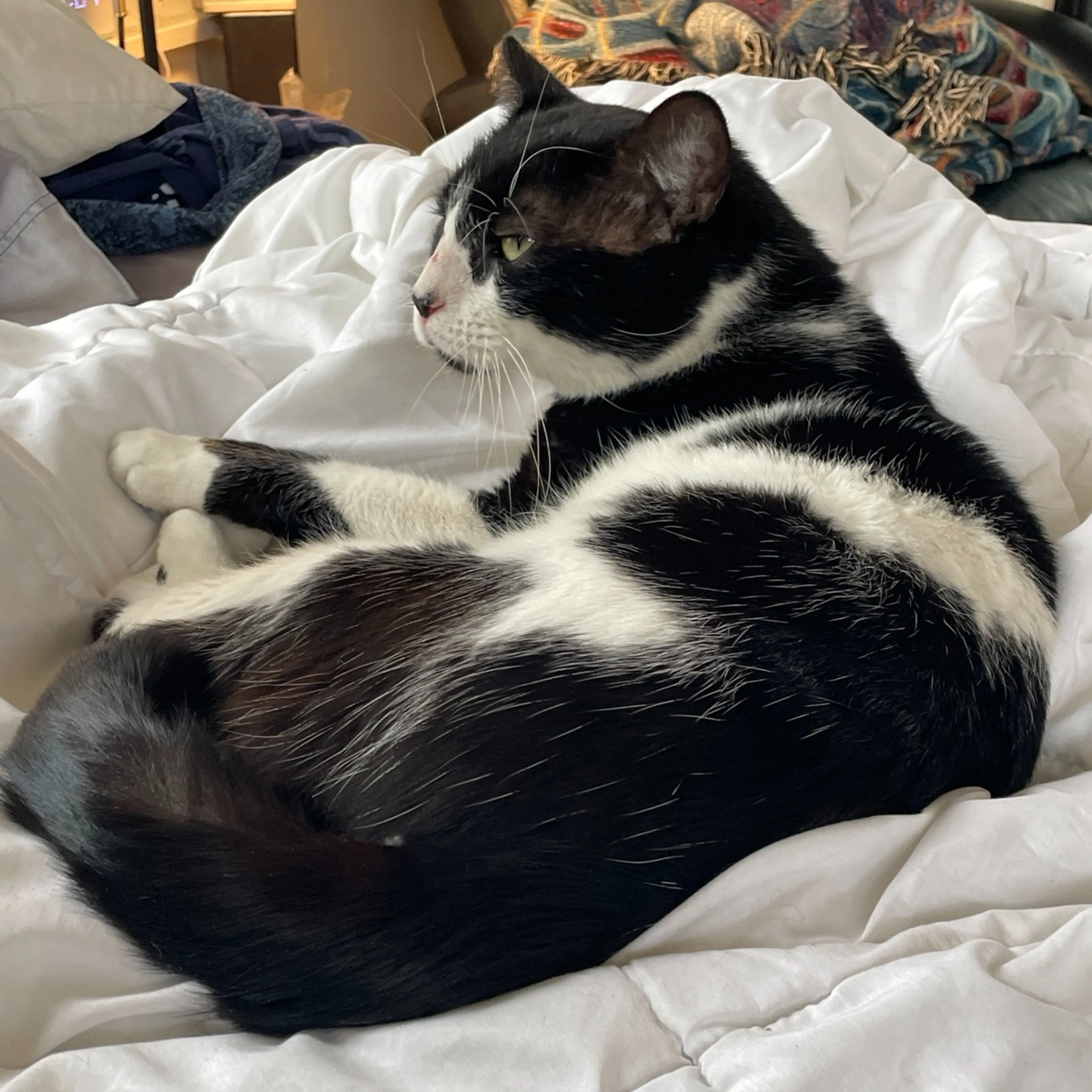Lost pet-1