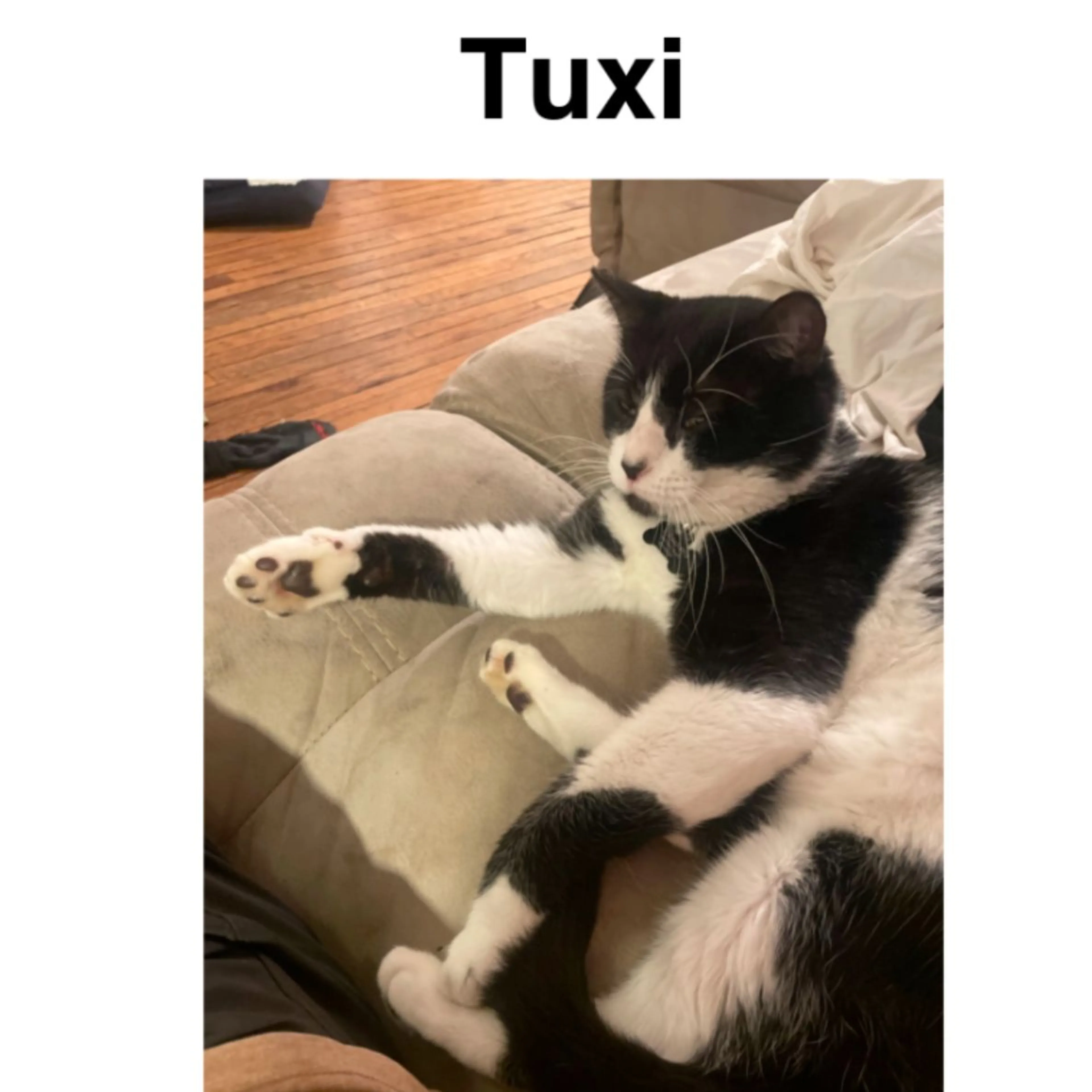 Lost pet-0