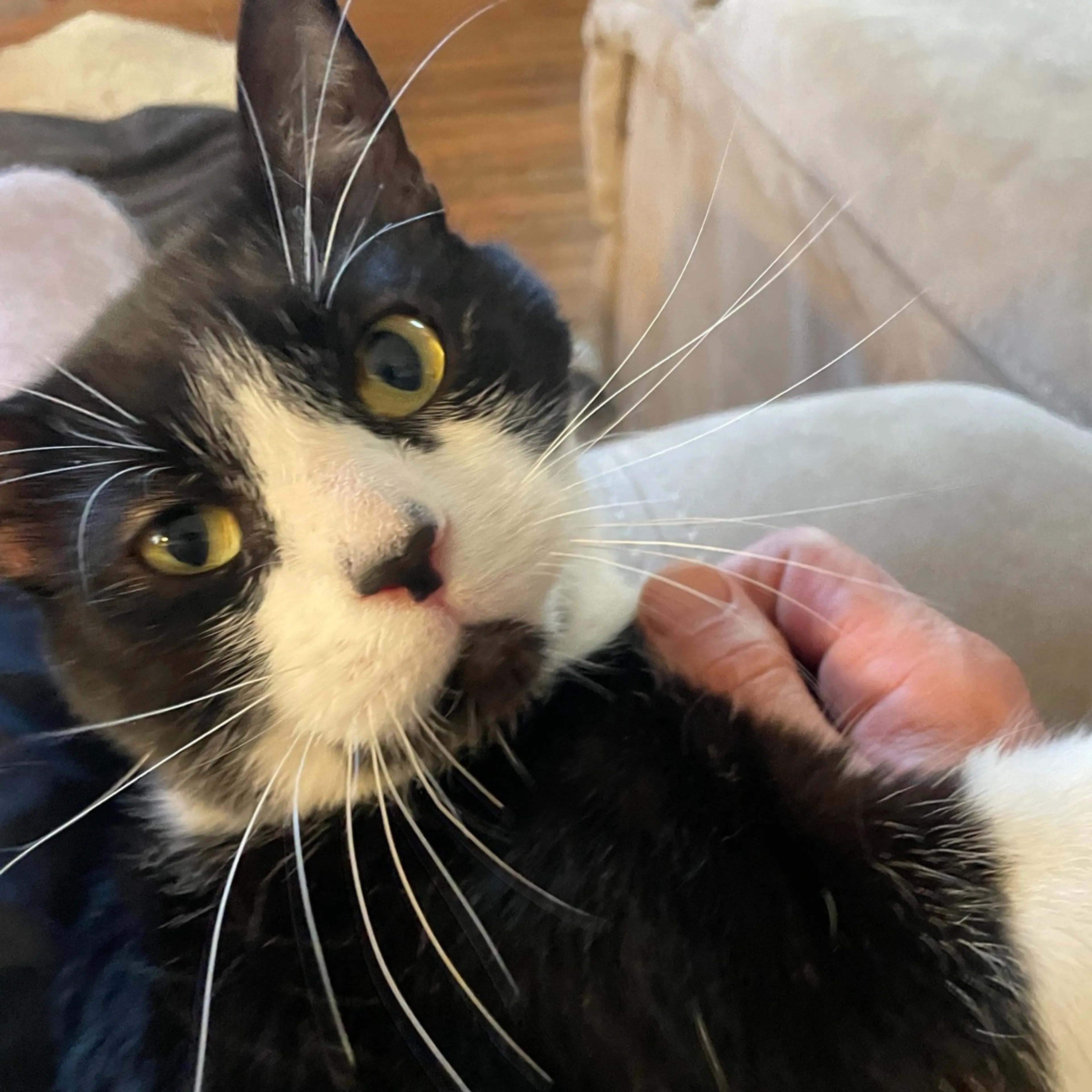 Lost pet-2