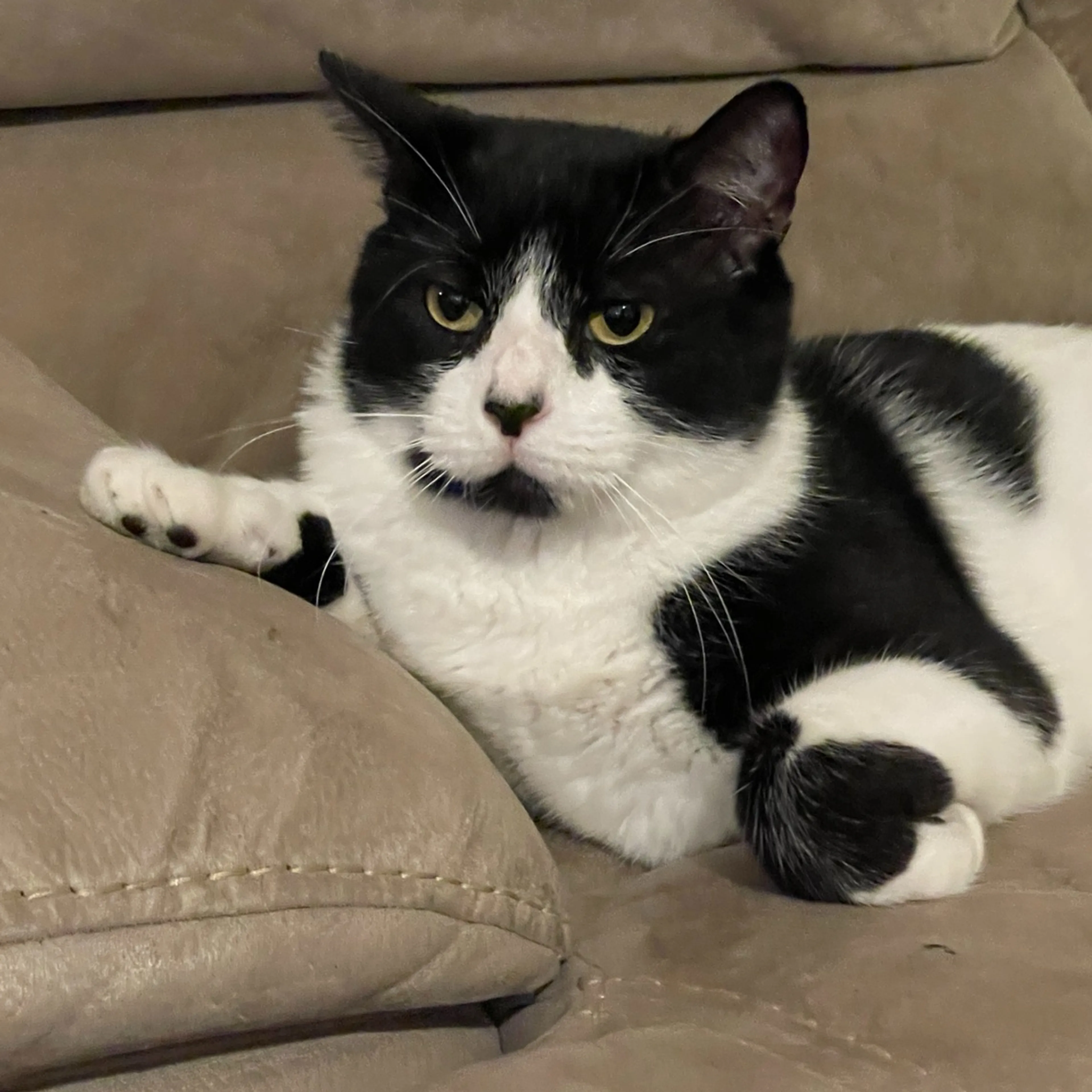 Lost pet-3