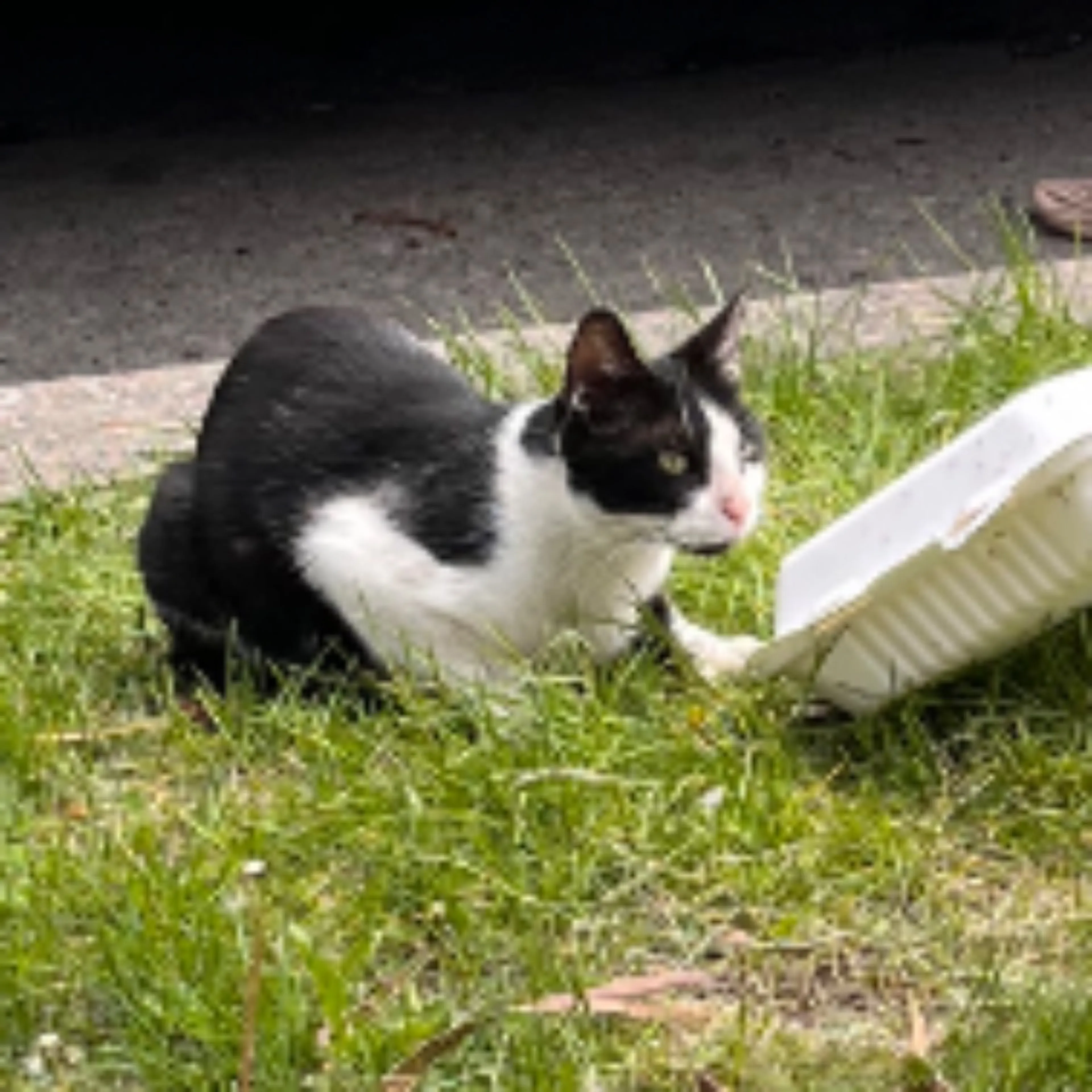Found pet