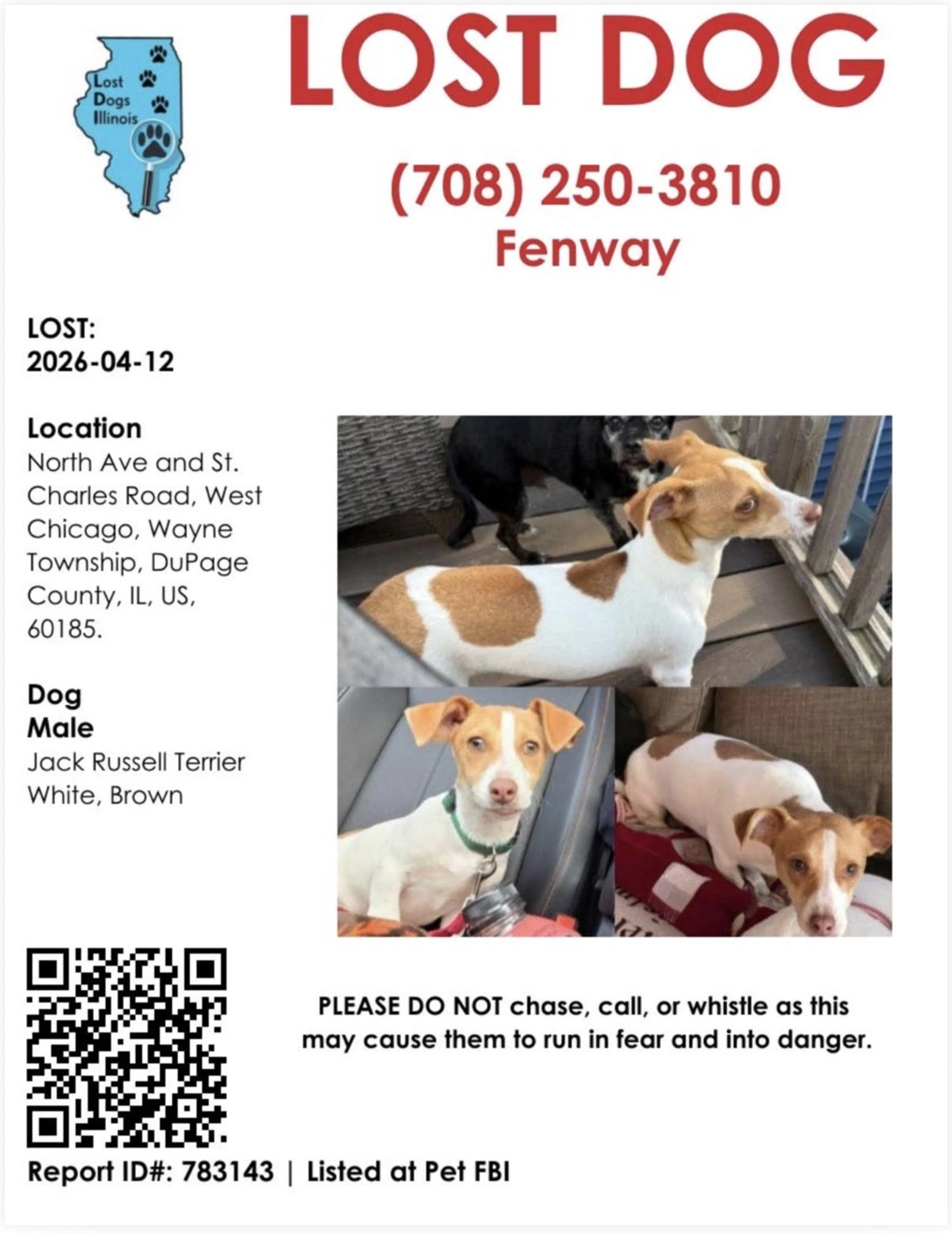 Lost pet-1