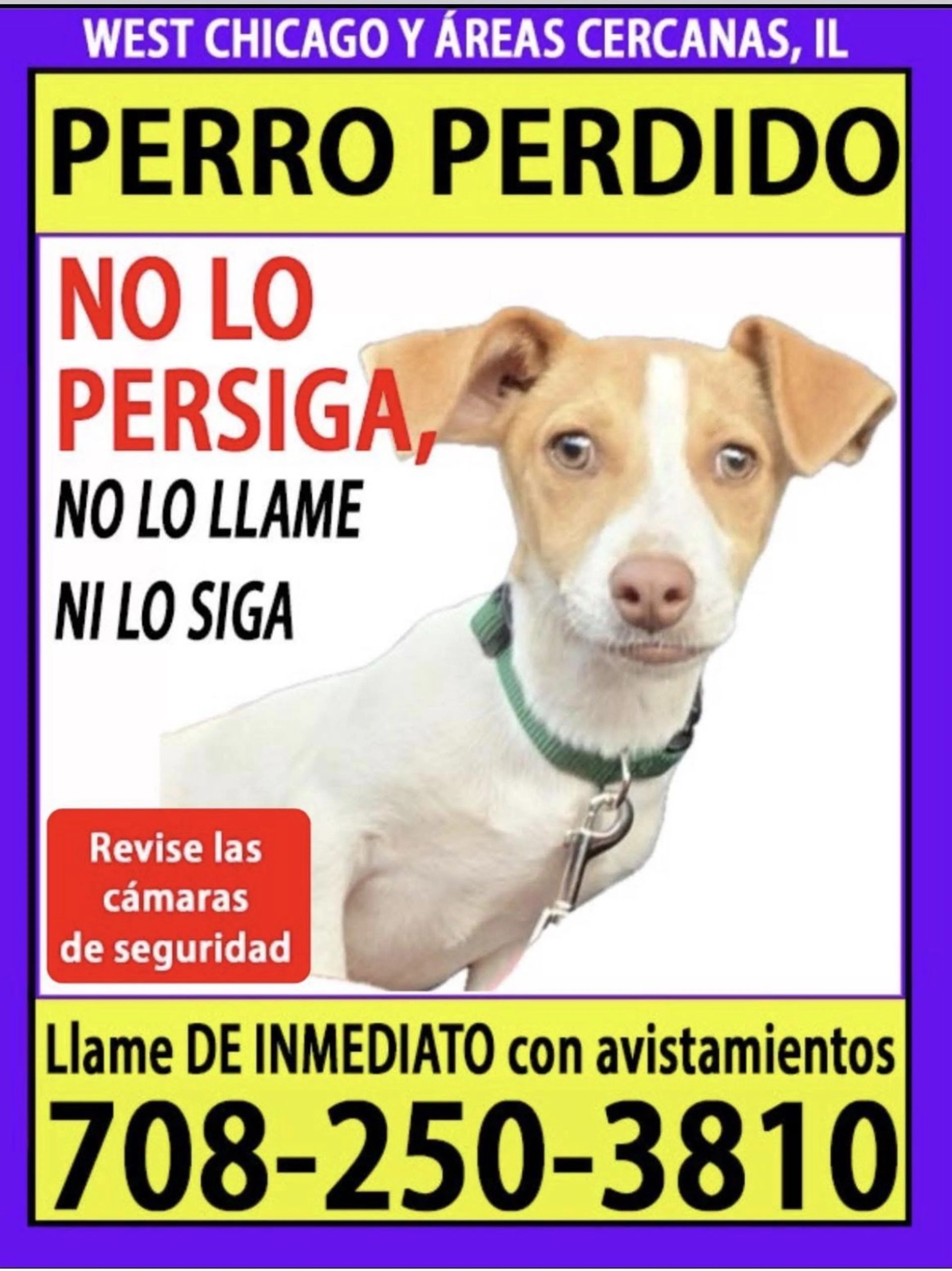Lost pet-2