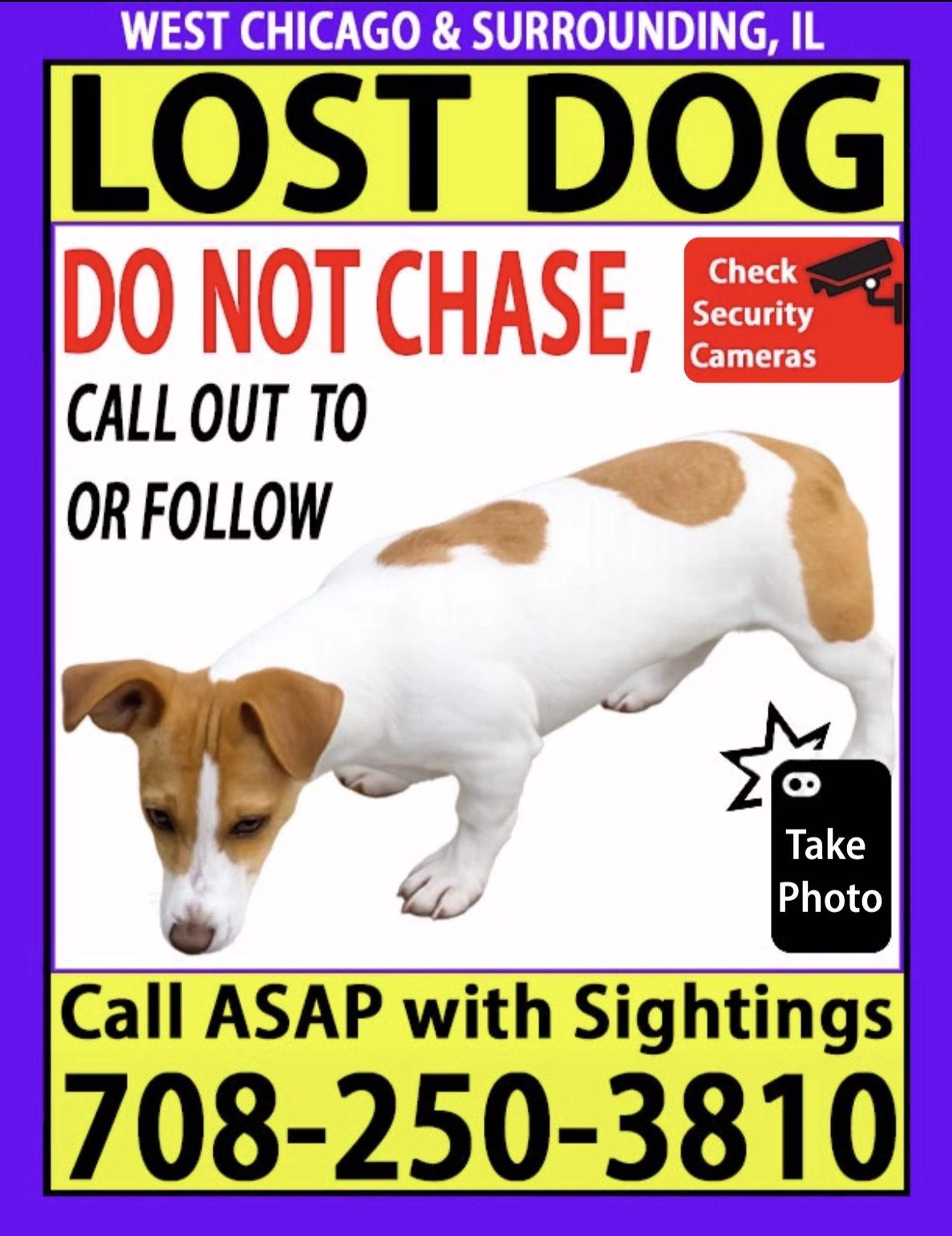 Lost pet-0