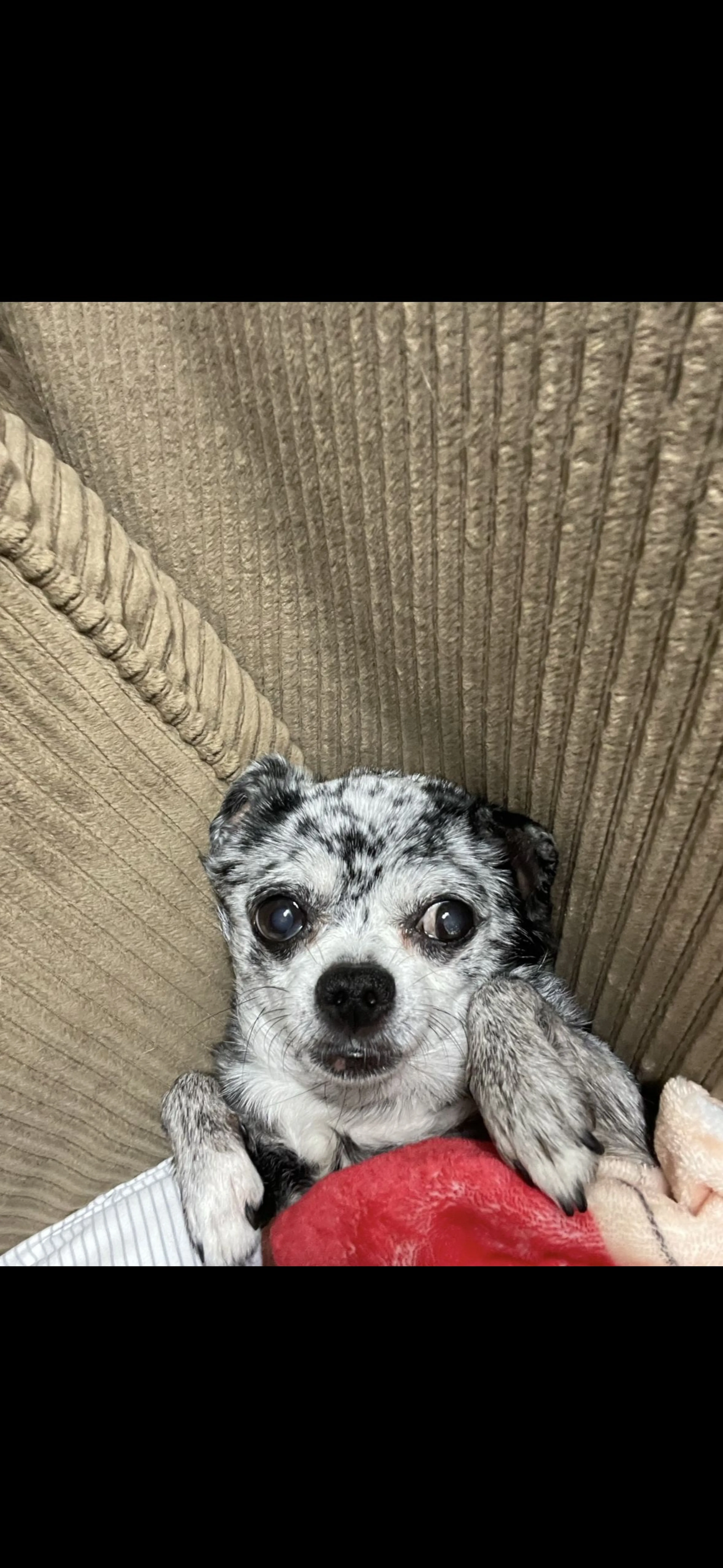 Lost pet-2