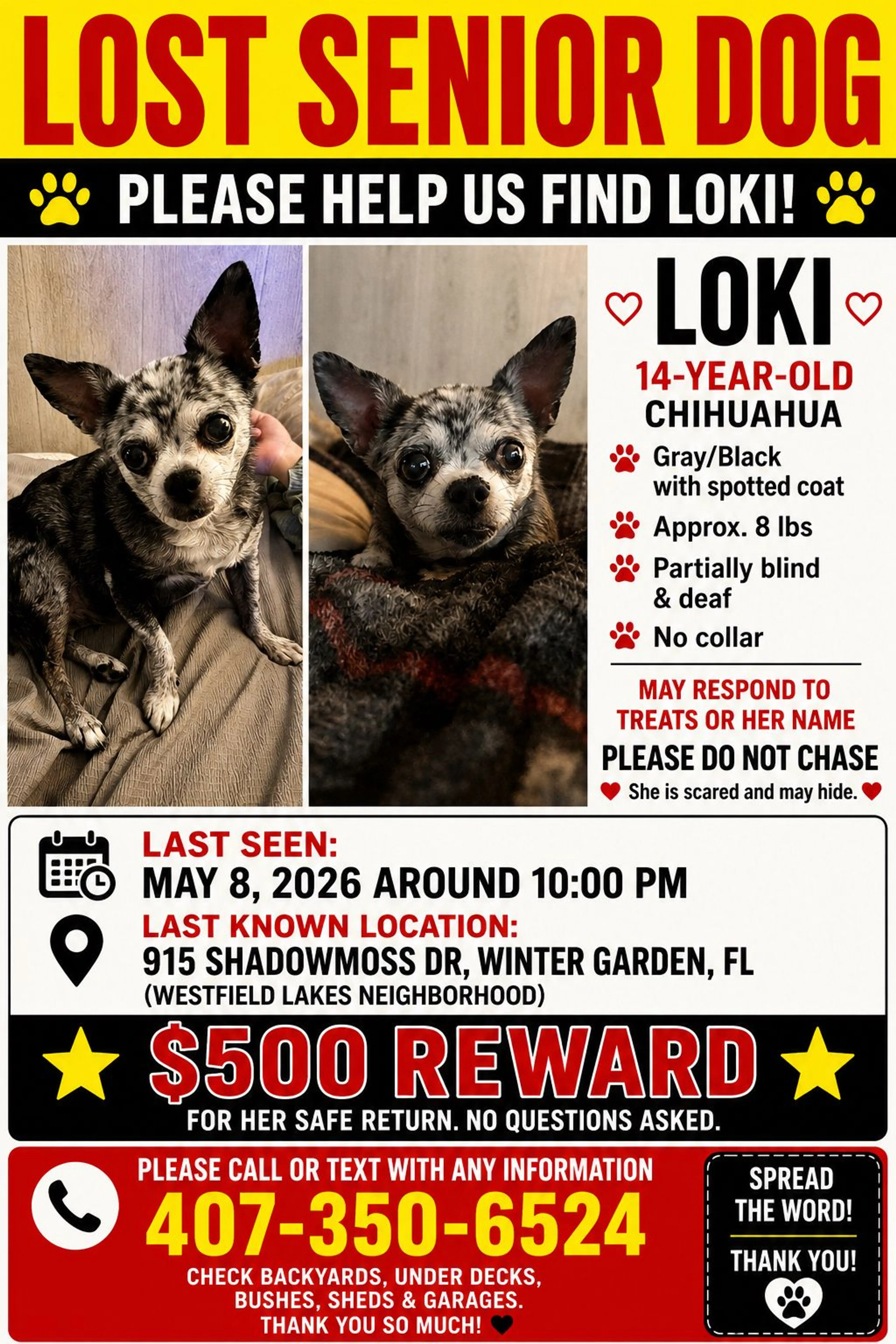 Lost pet-3