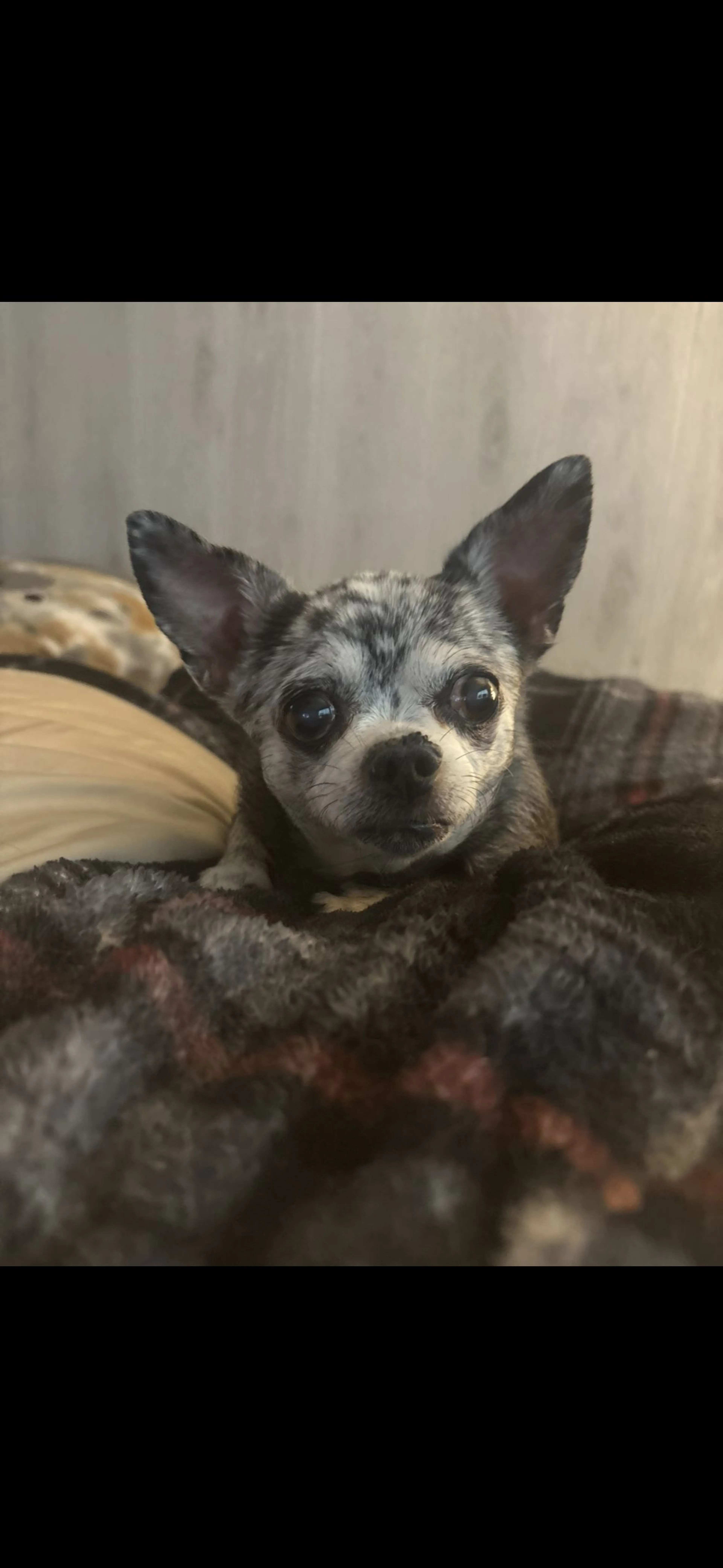 Lost pet-1