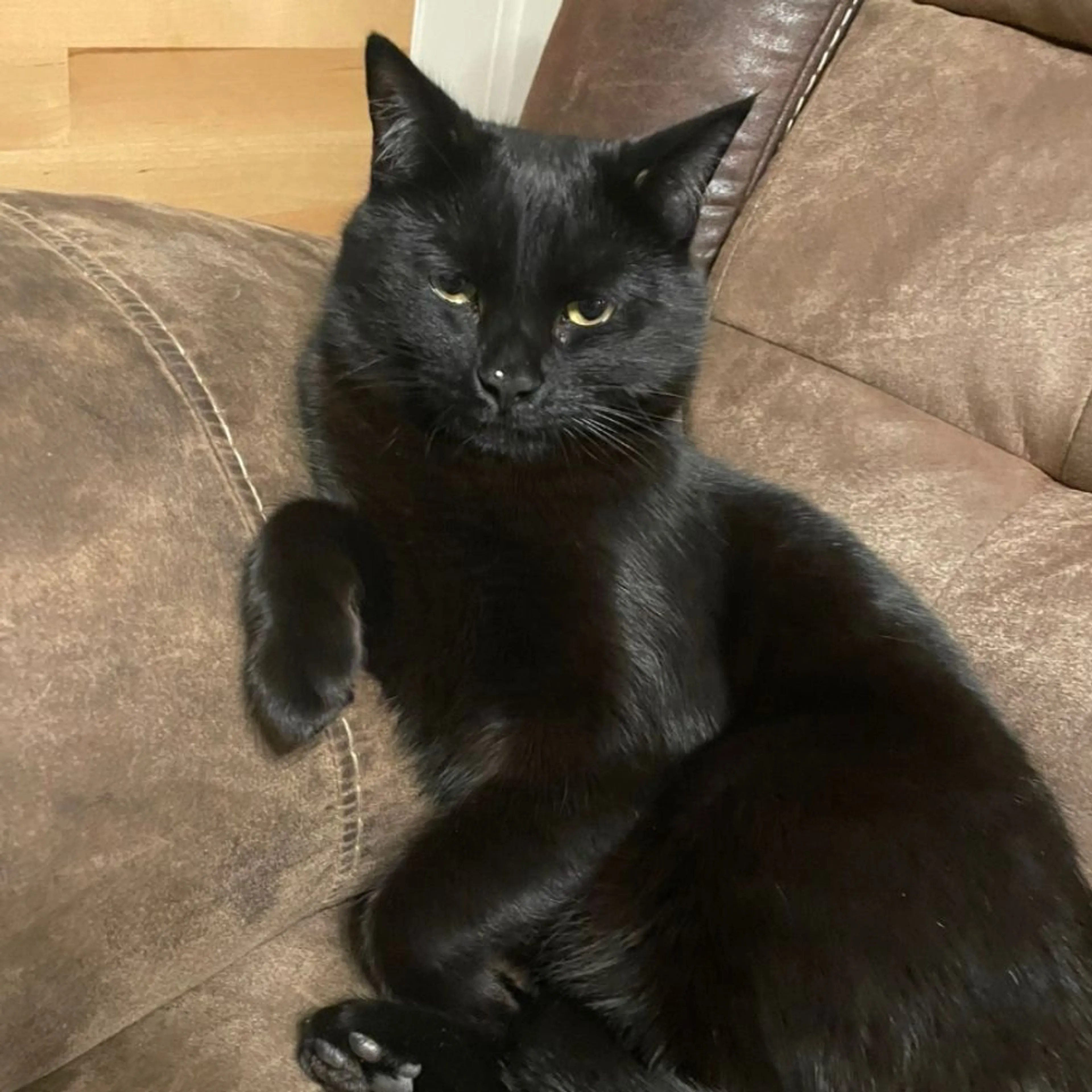 Lost pet-0