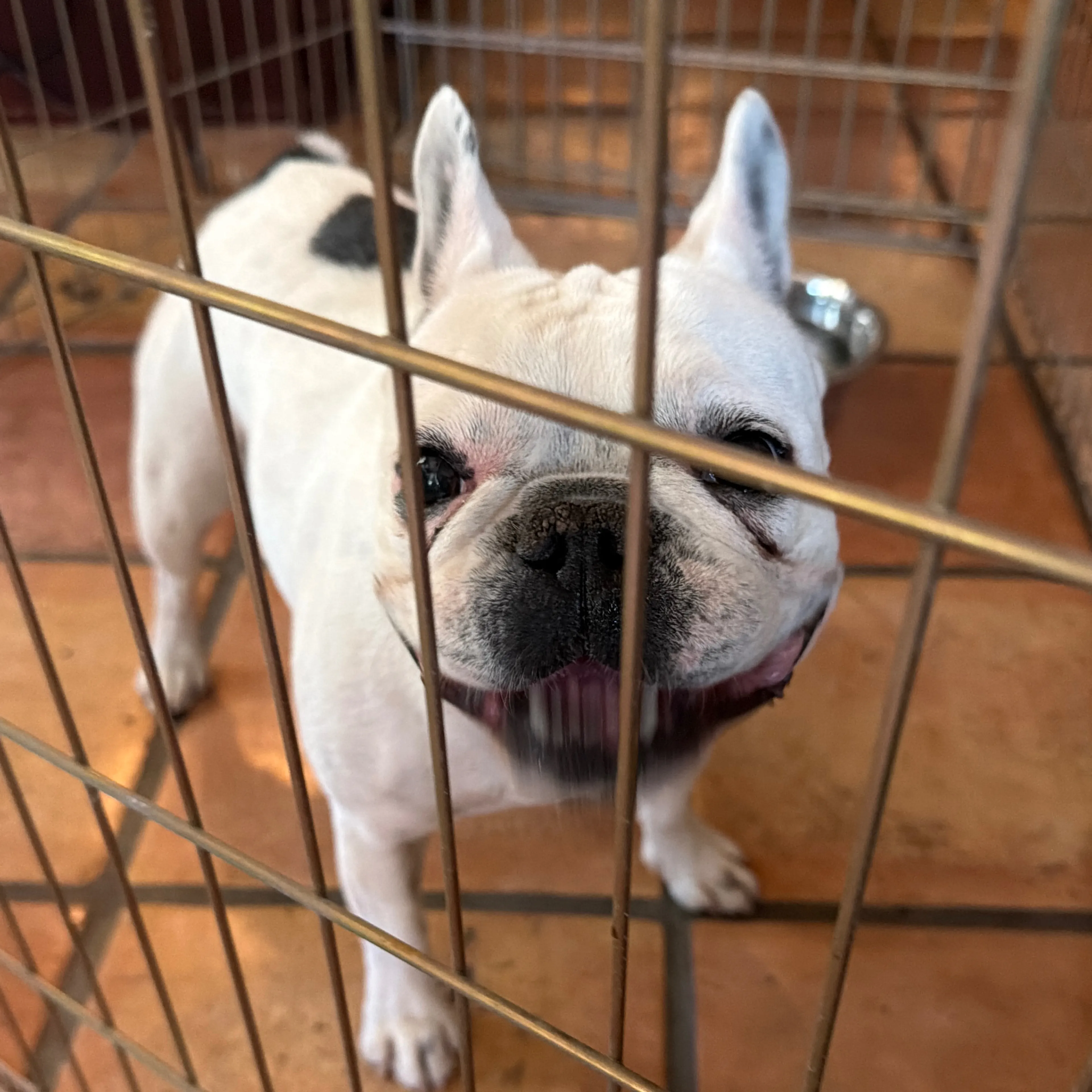 Found pet-2