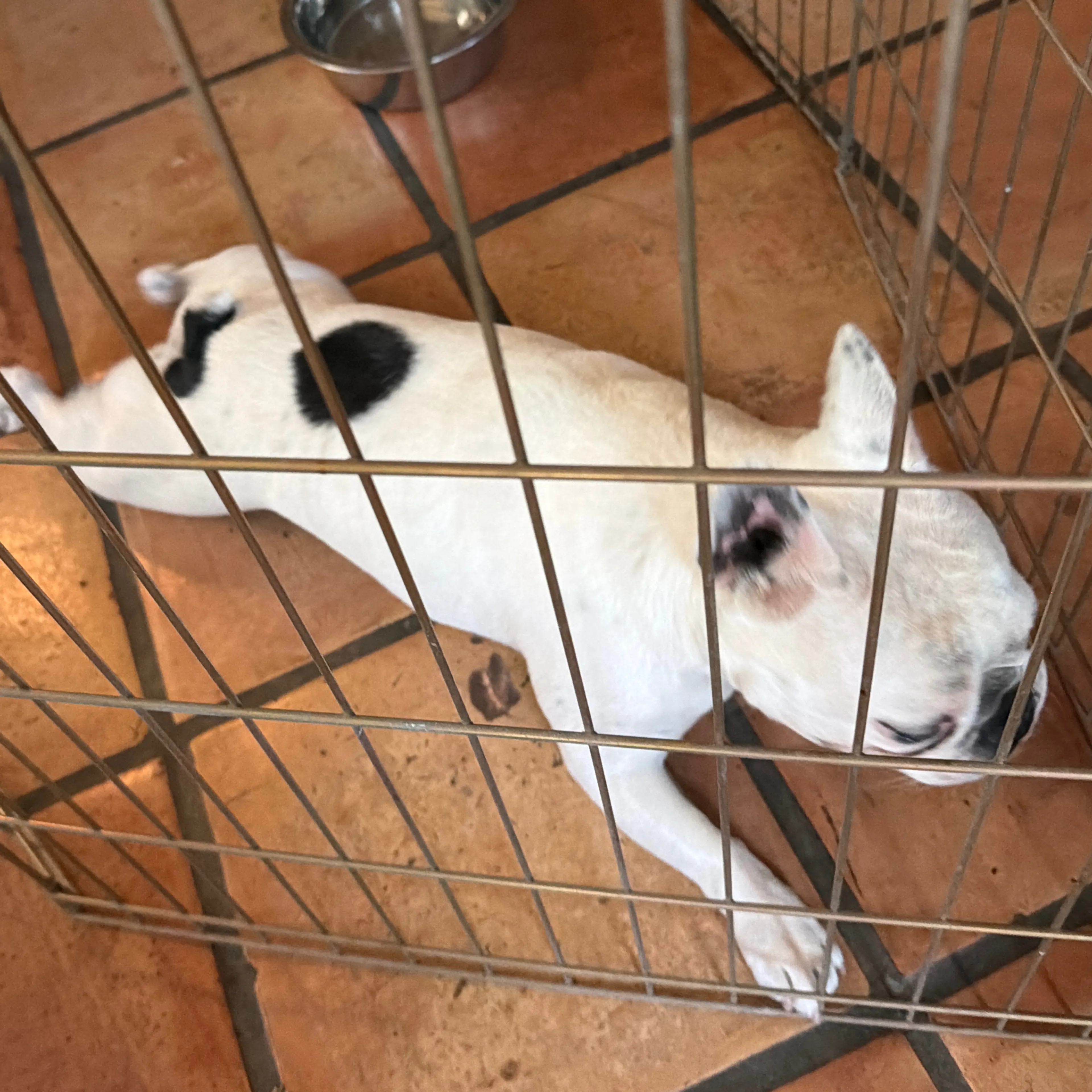 Found pet-1