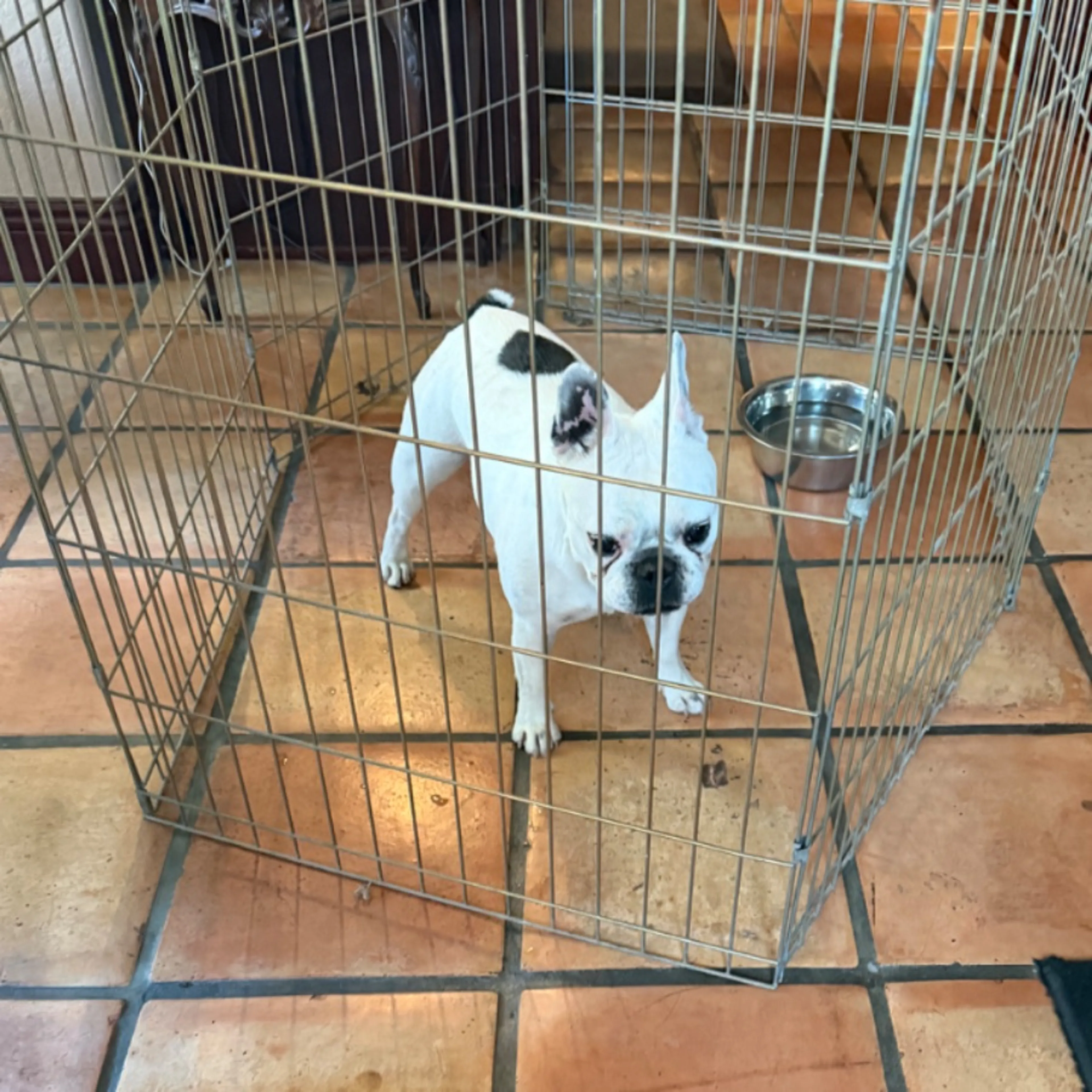 Found pet-0
