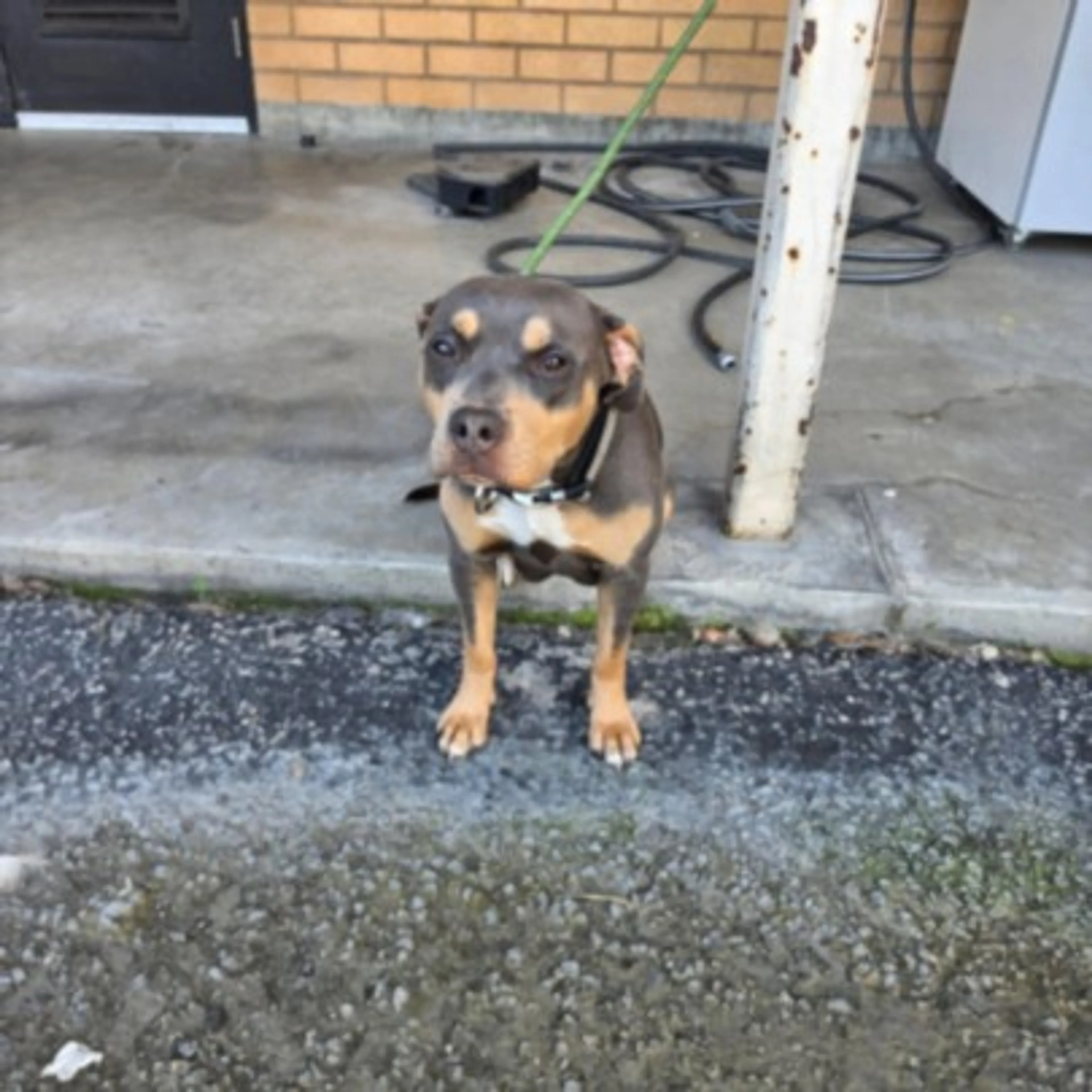 Found pet