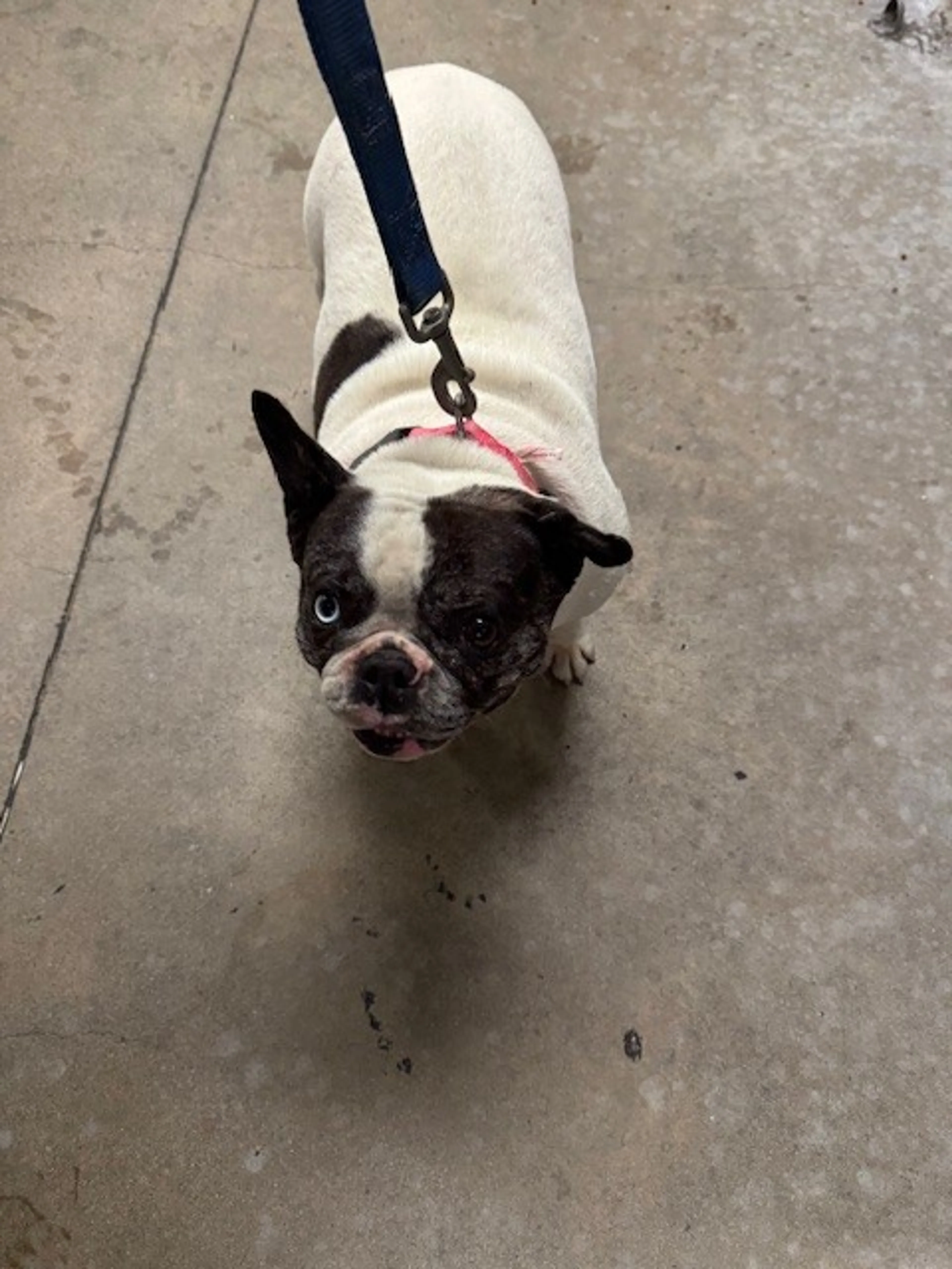 Found pet