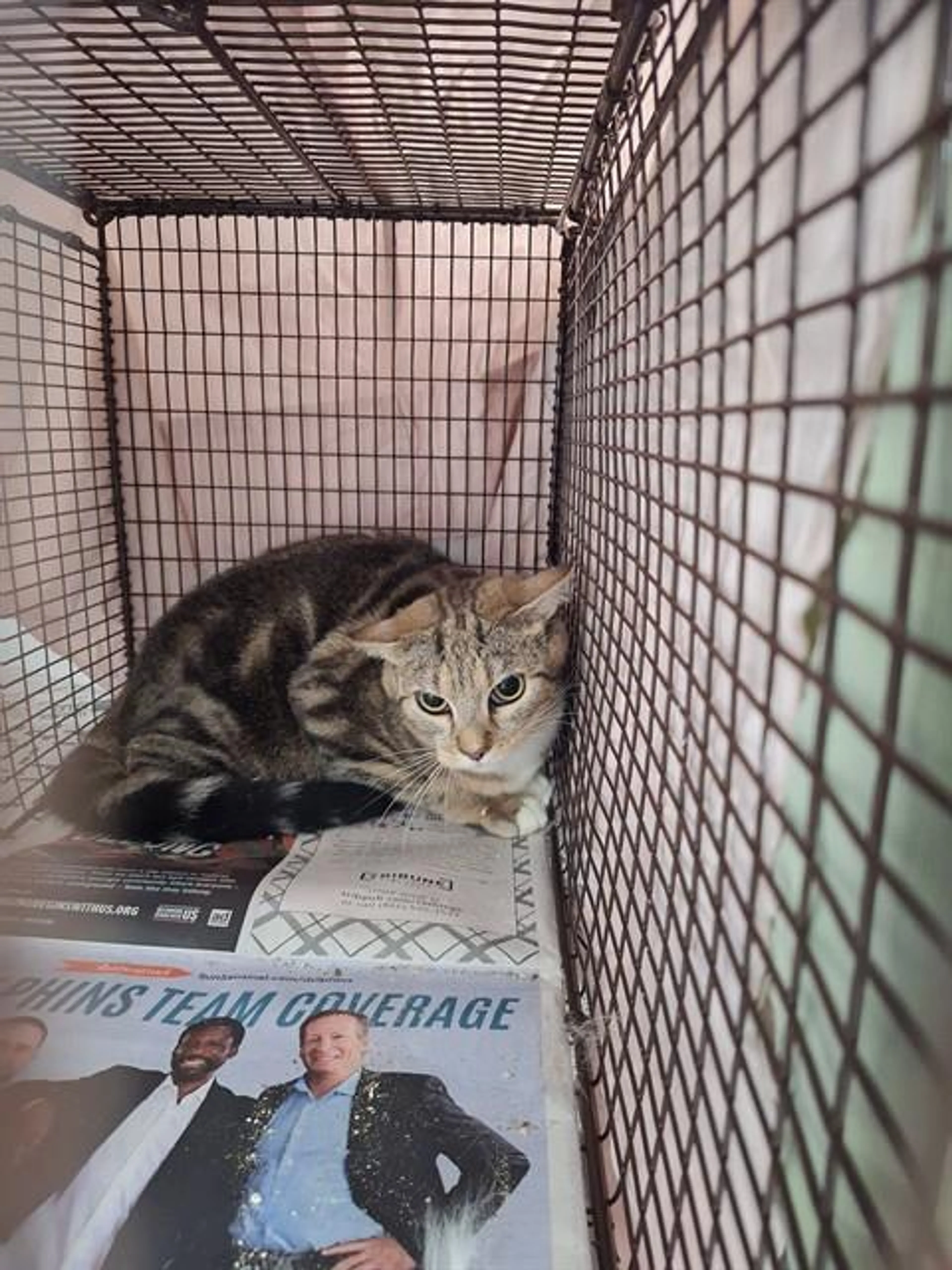 Found pet