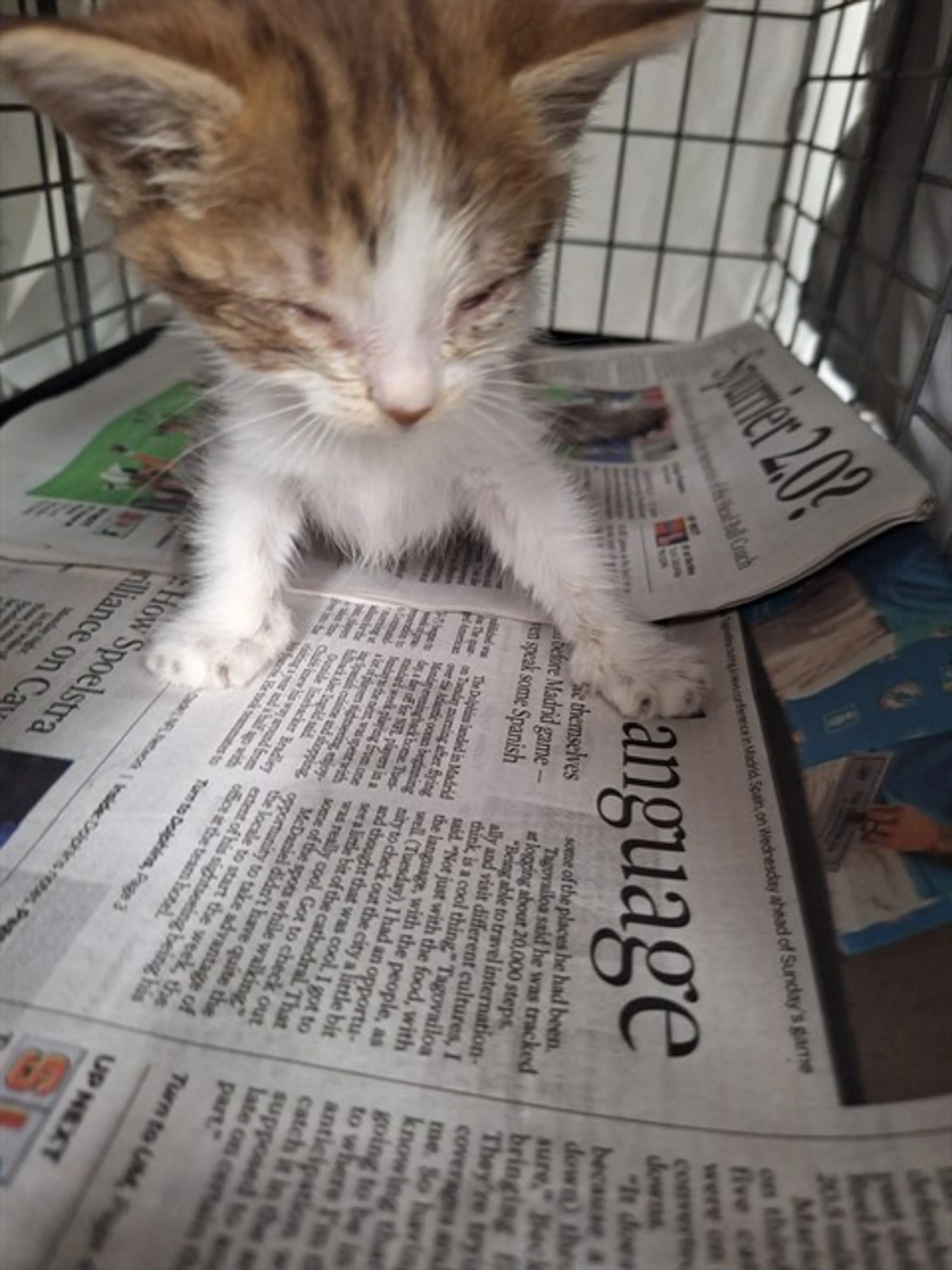 Found pet