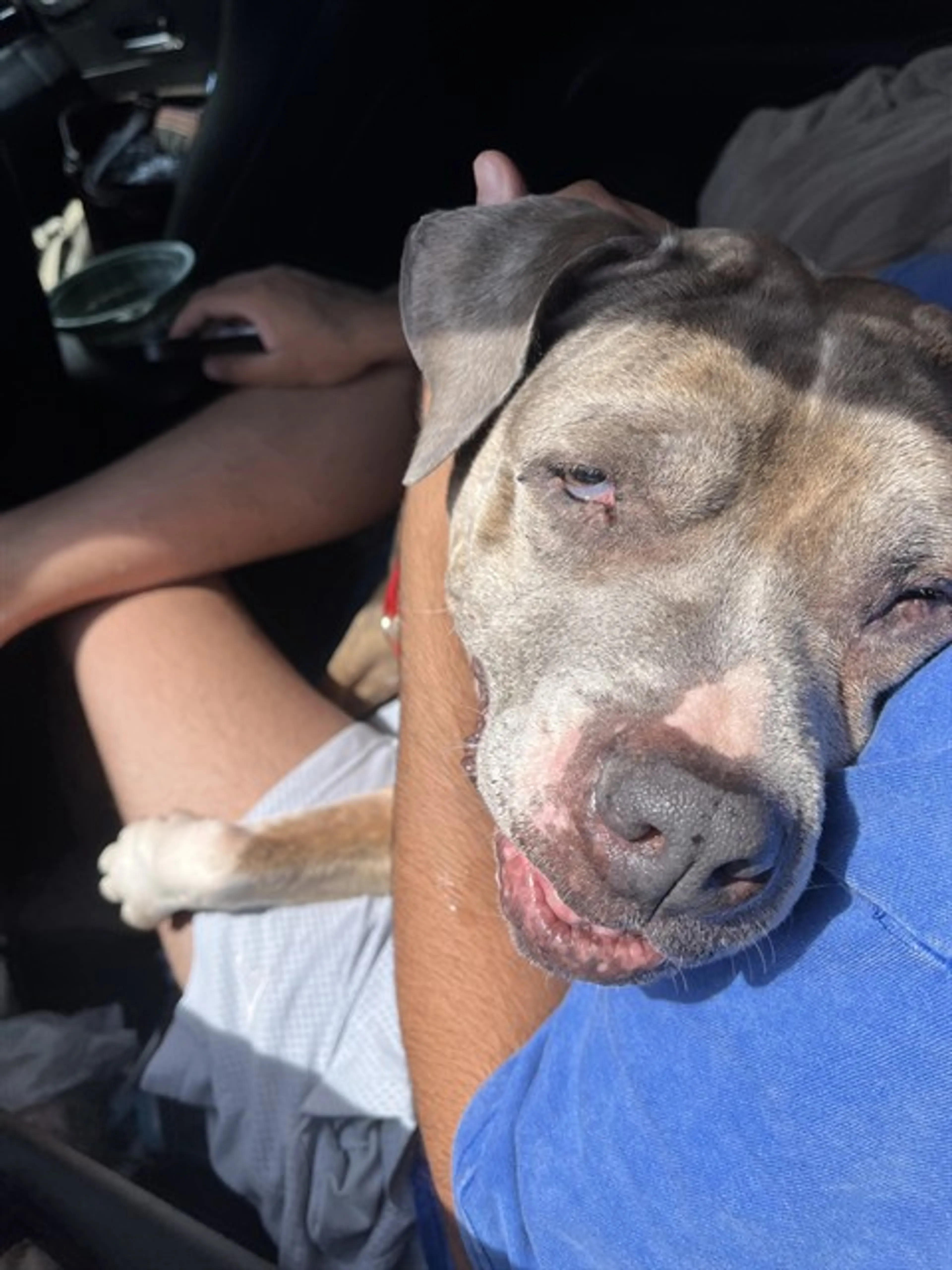 Found pet