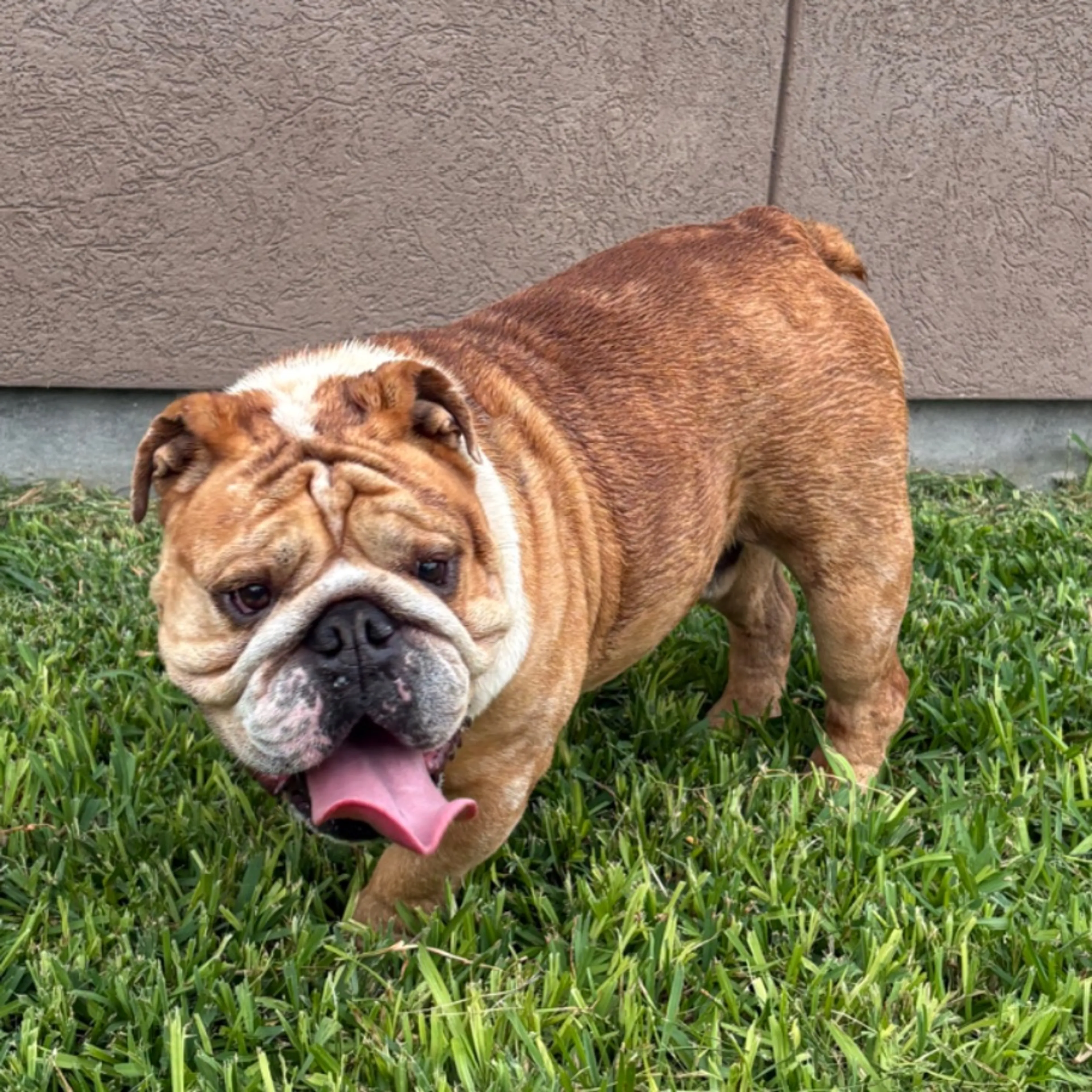 Found pet