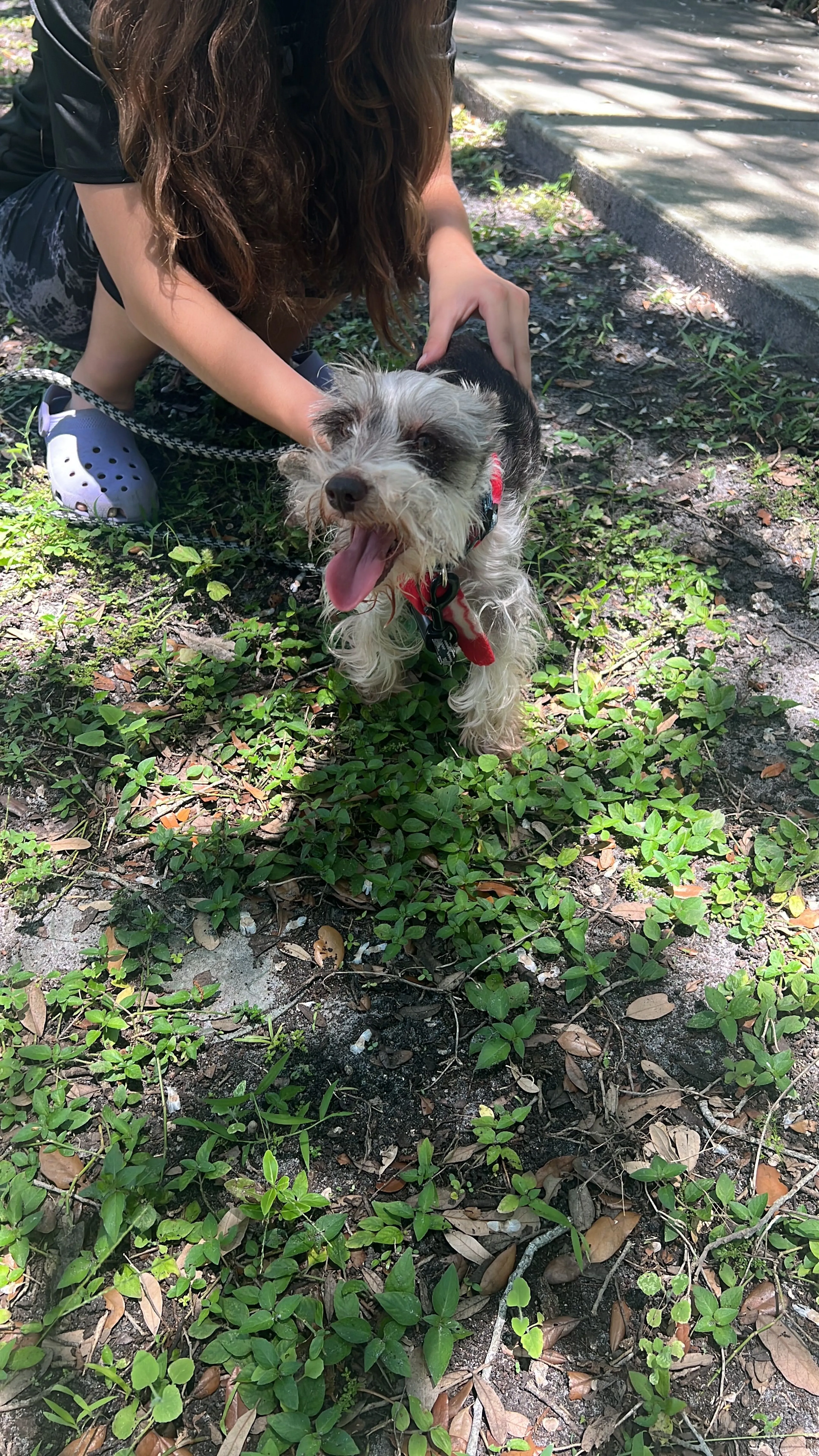 Lost pet