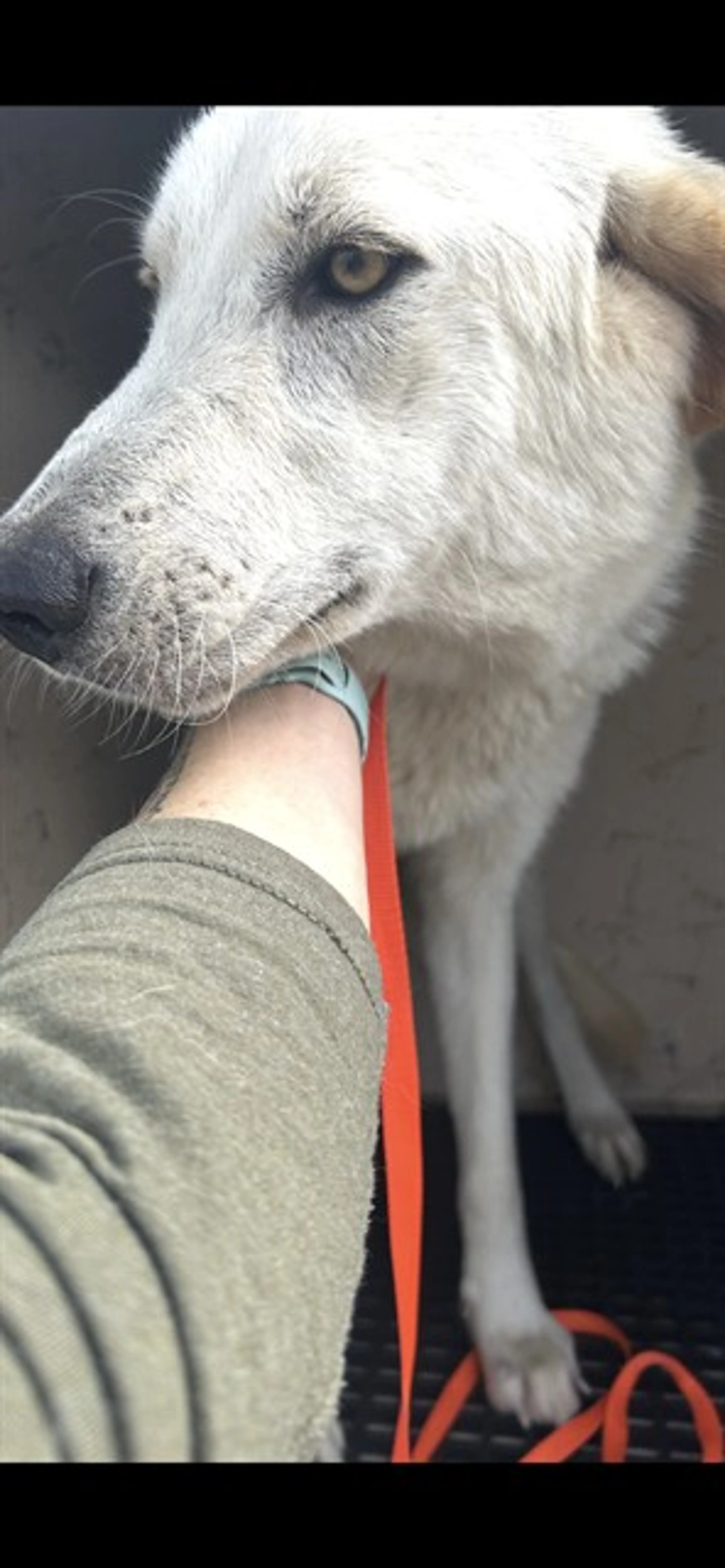 Found pet