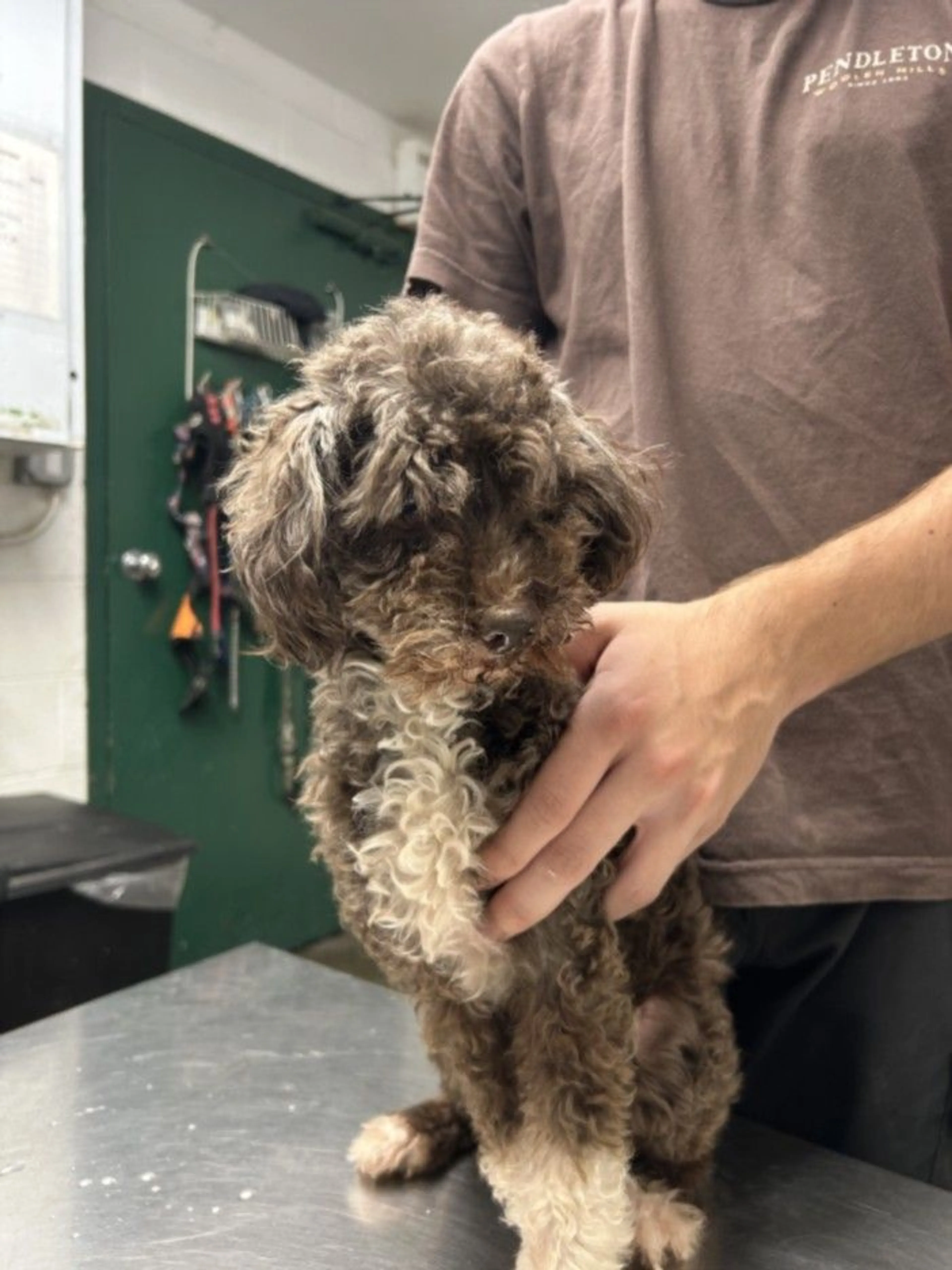 Found pet