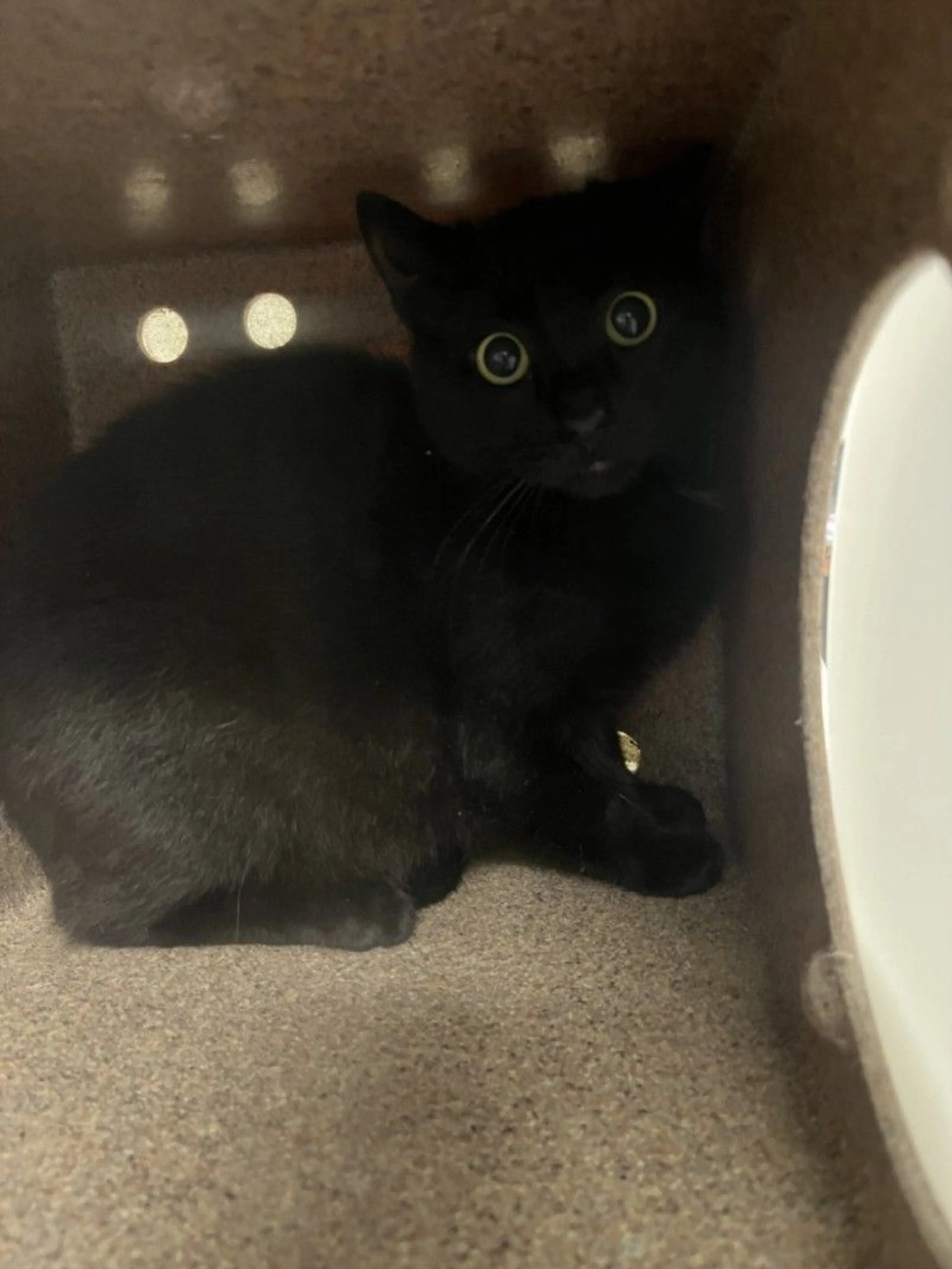 Found pet