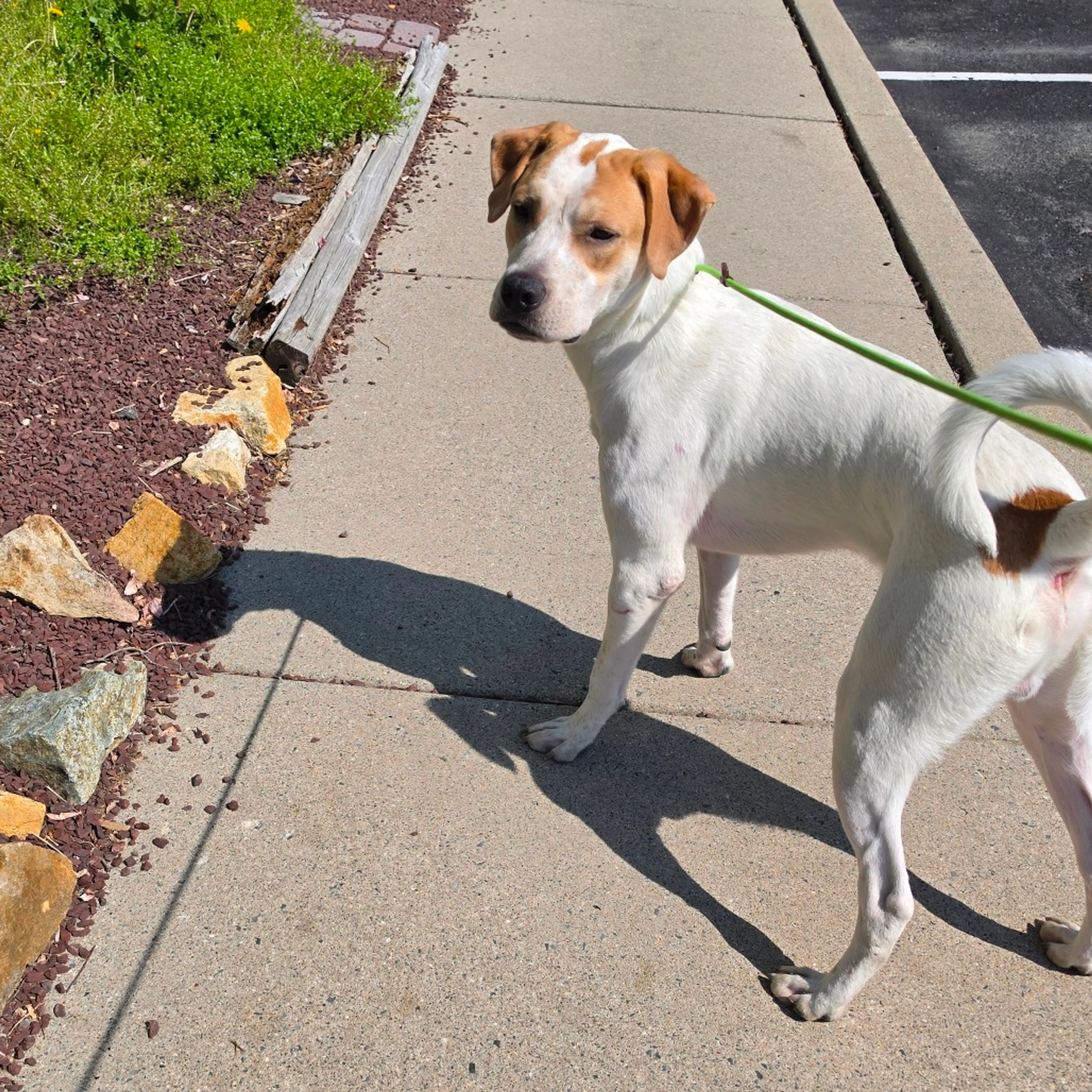 Found pet-2