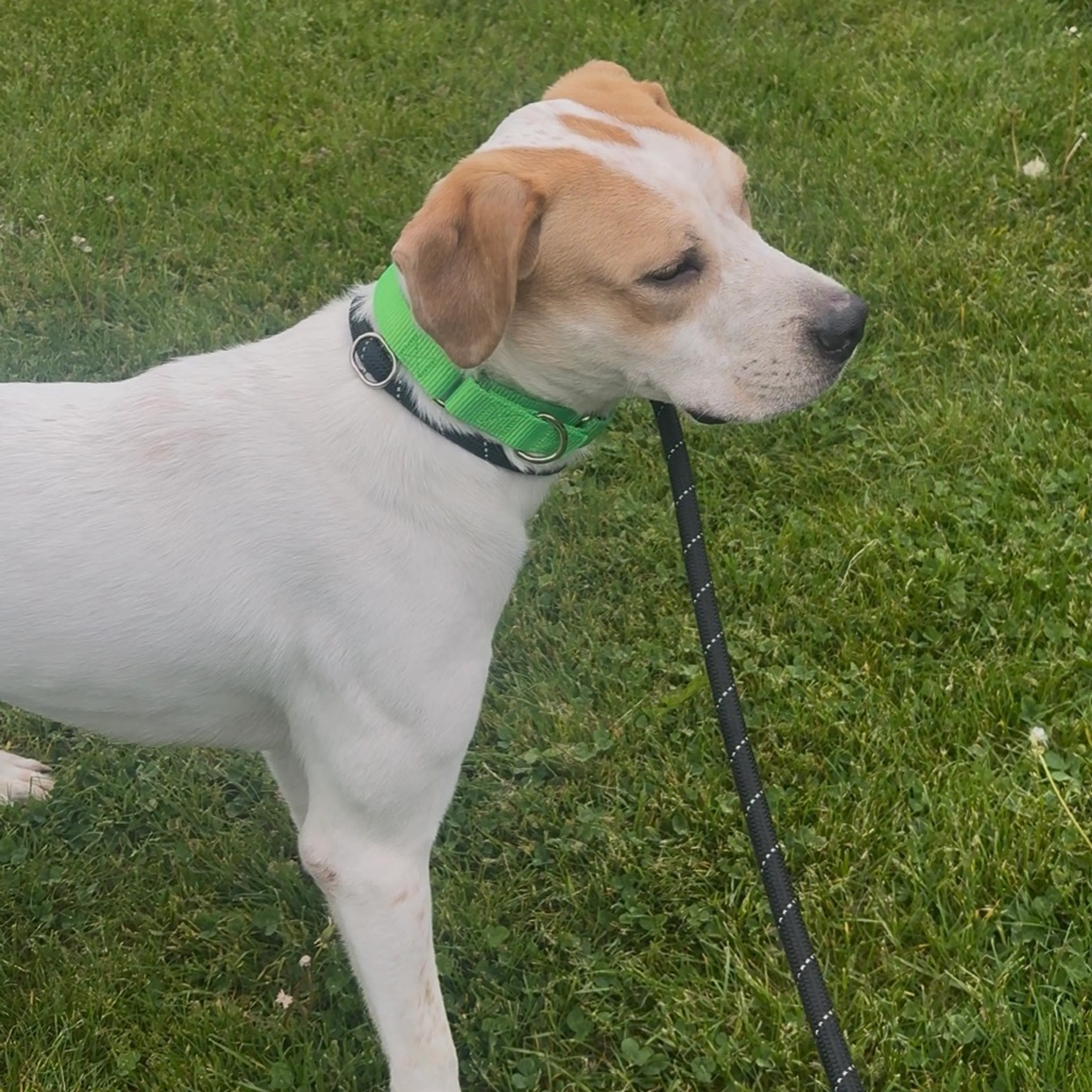 Found pet-3