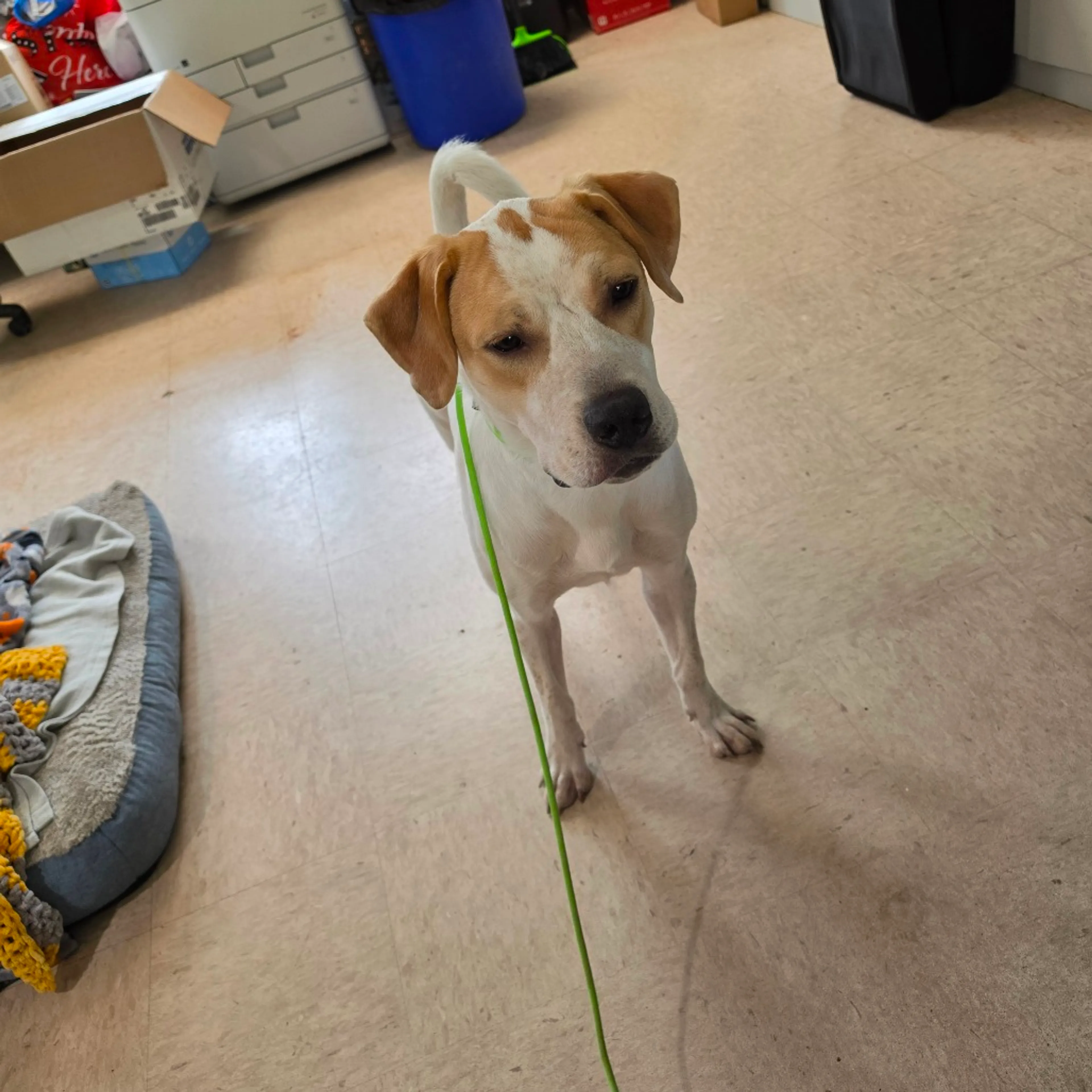 Found pet-1