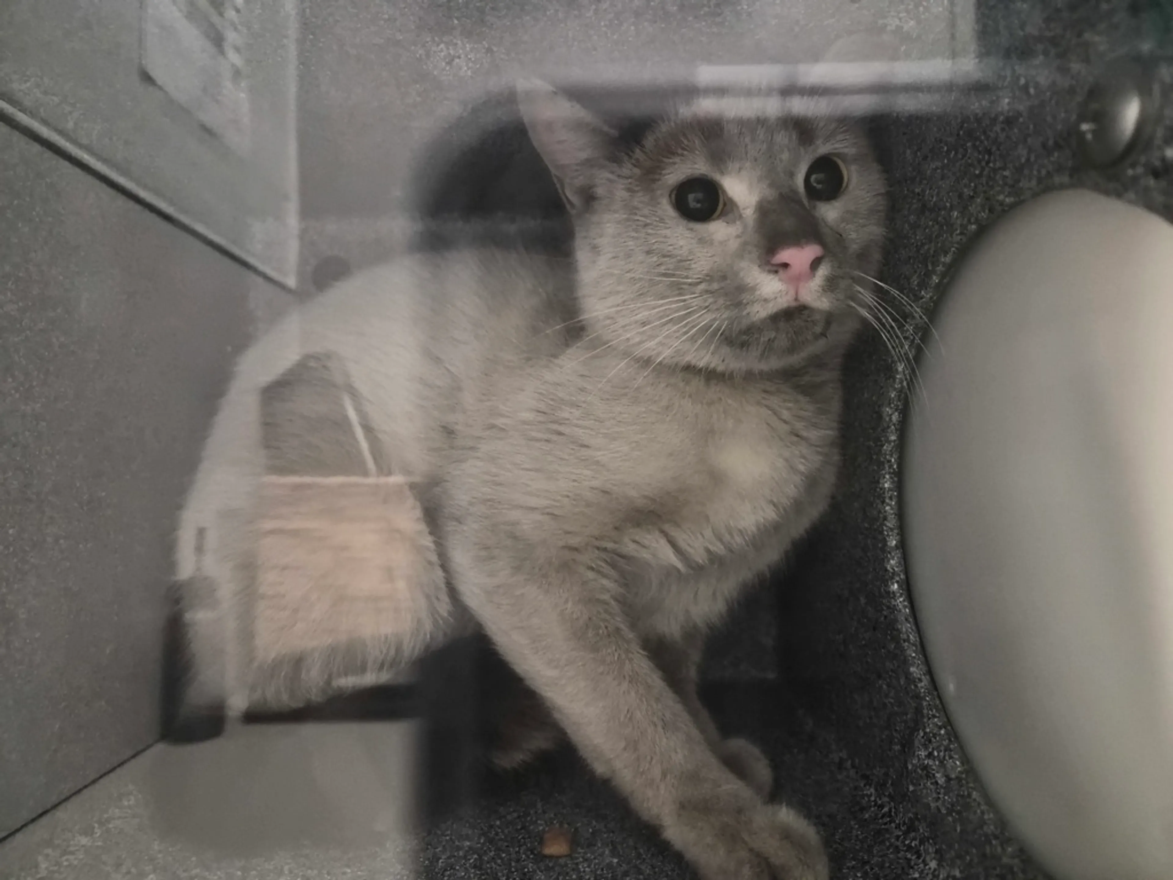 Found pet