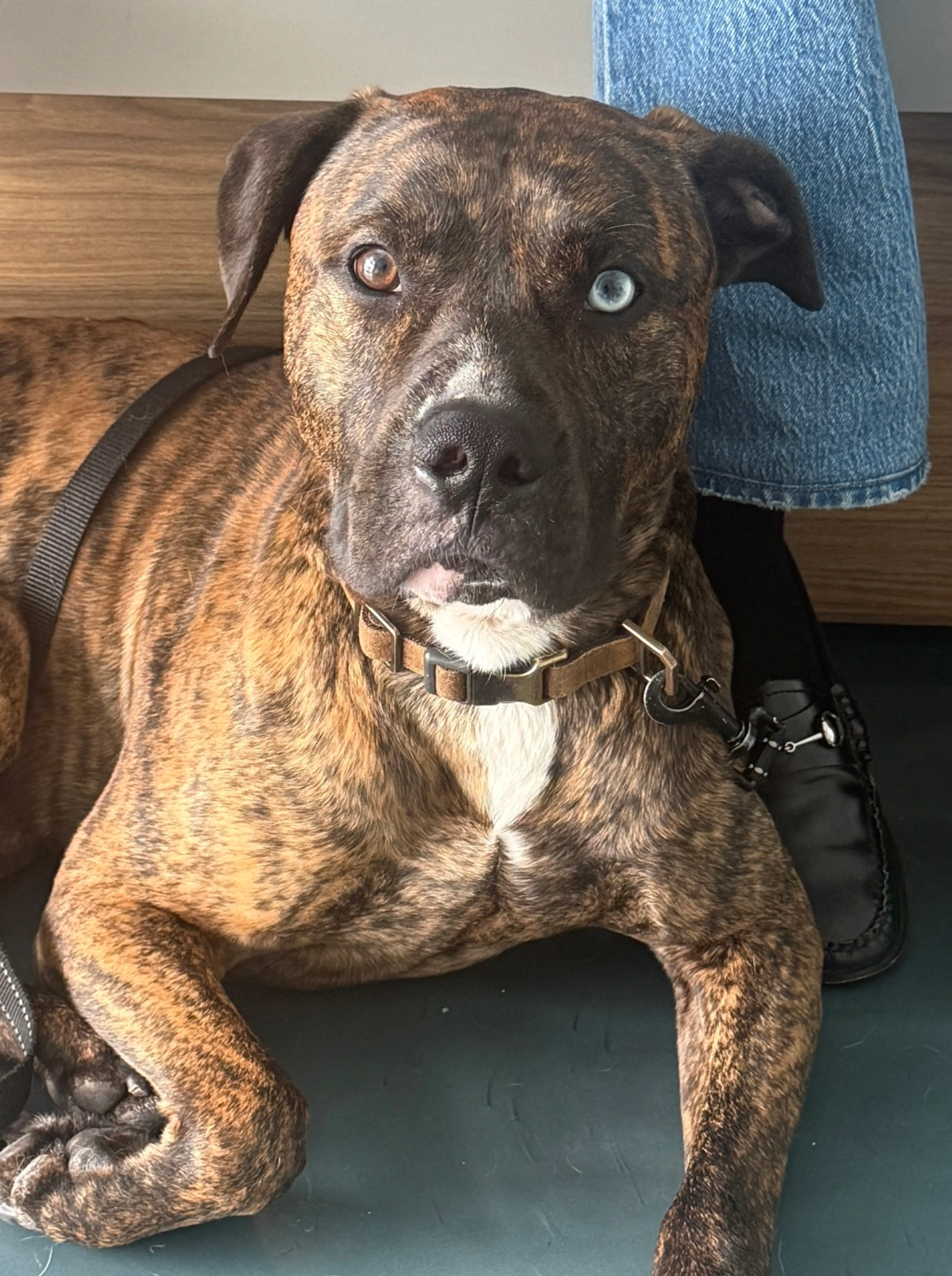 Found pet