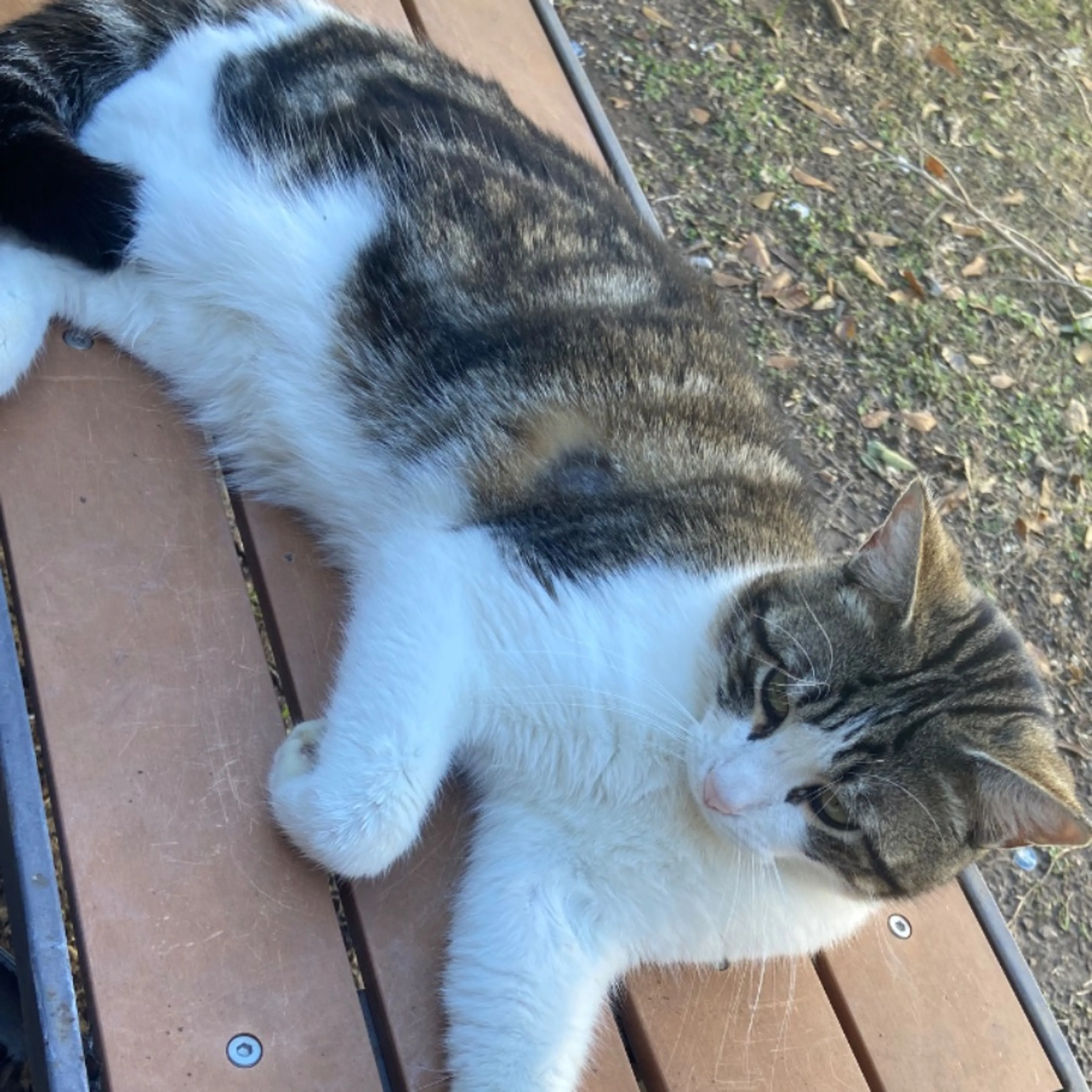 Lost pet-0