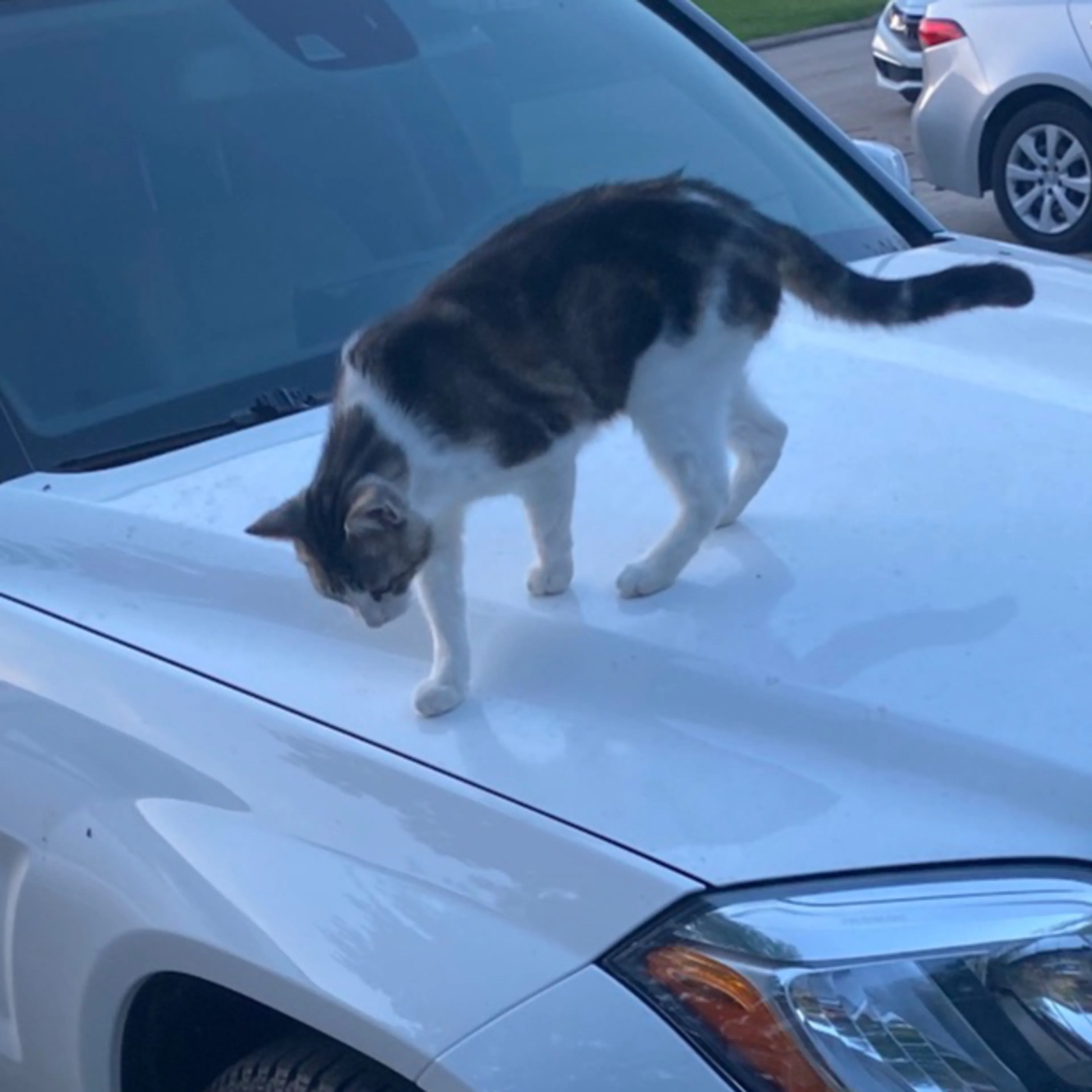 Lost pet-1