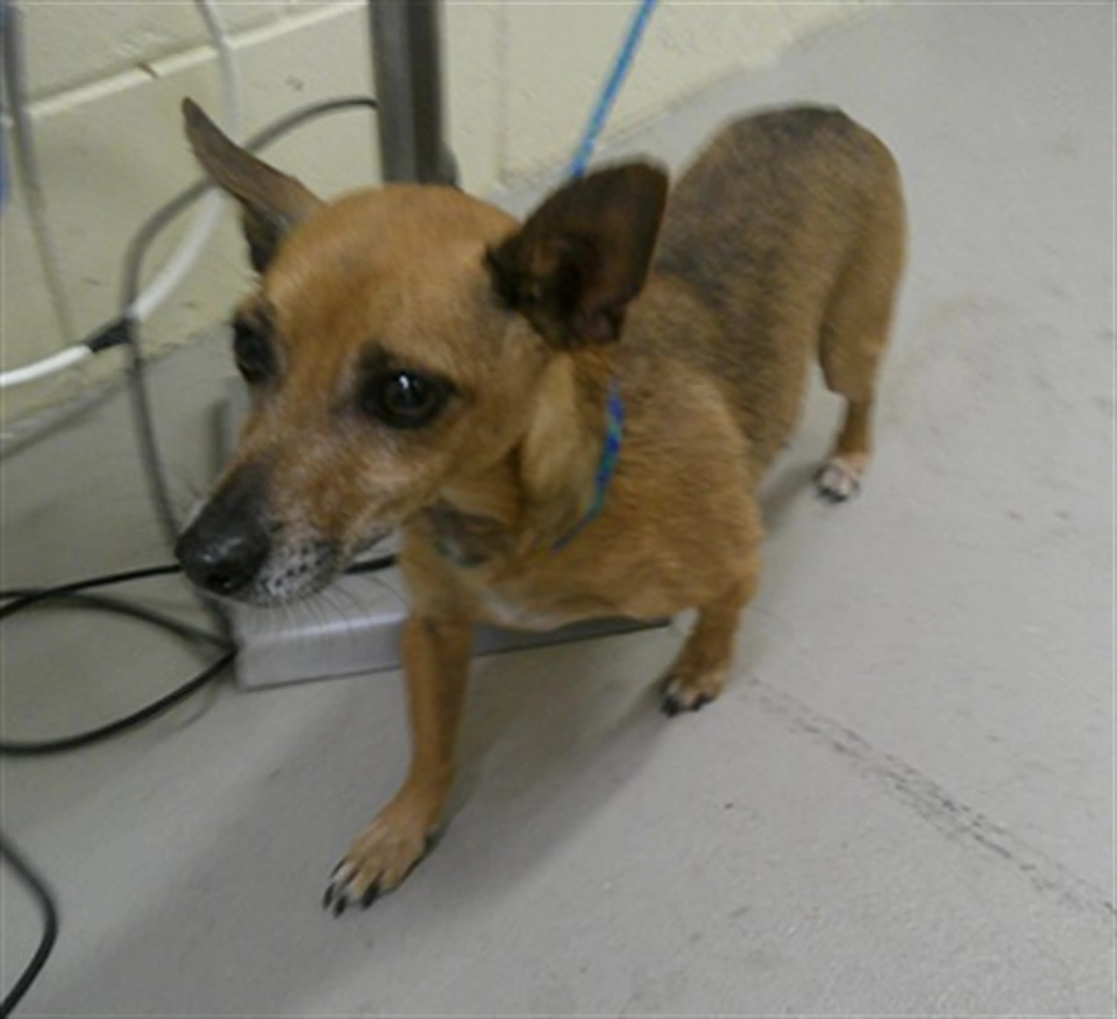 Found pet