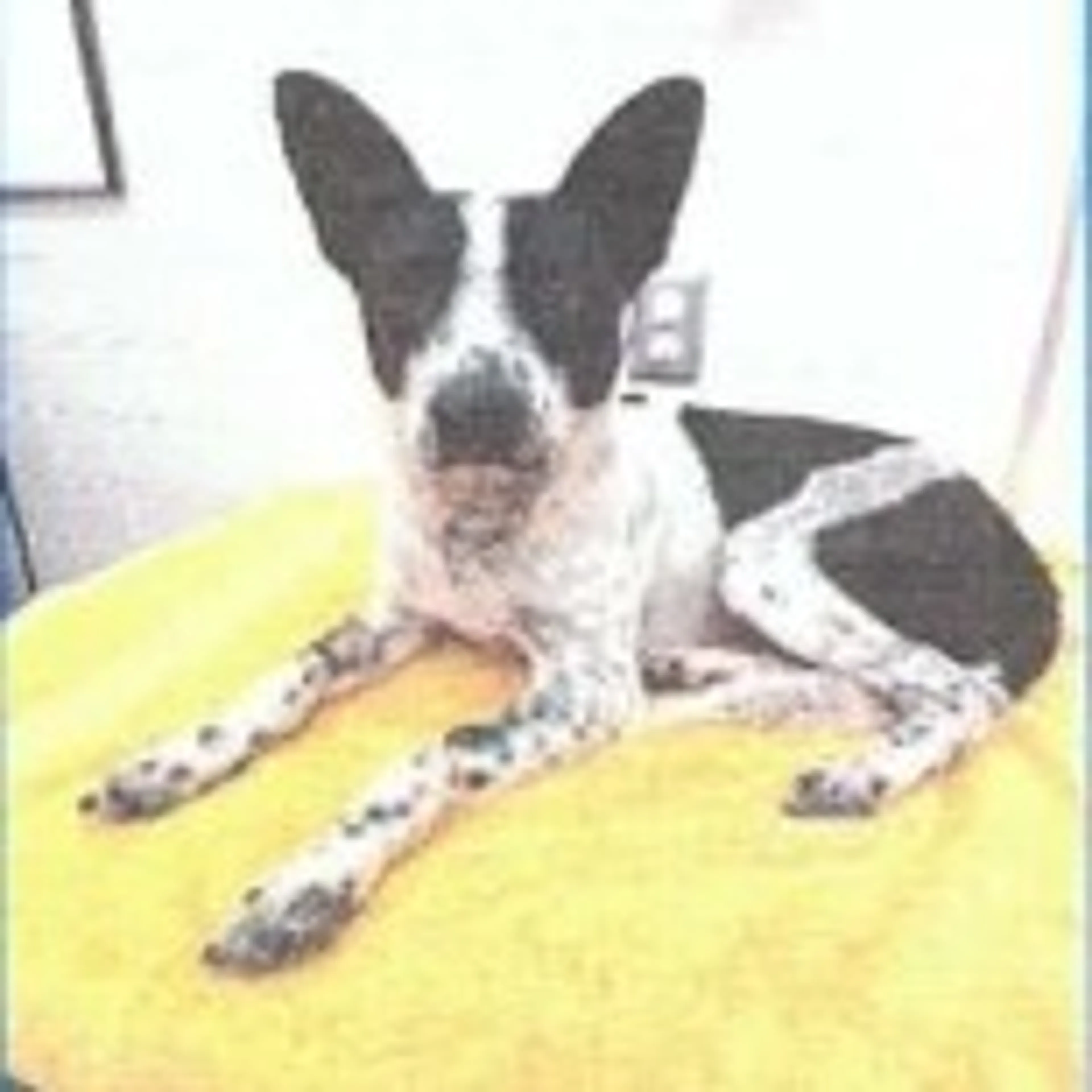 Found pet