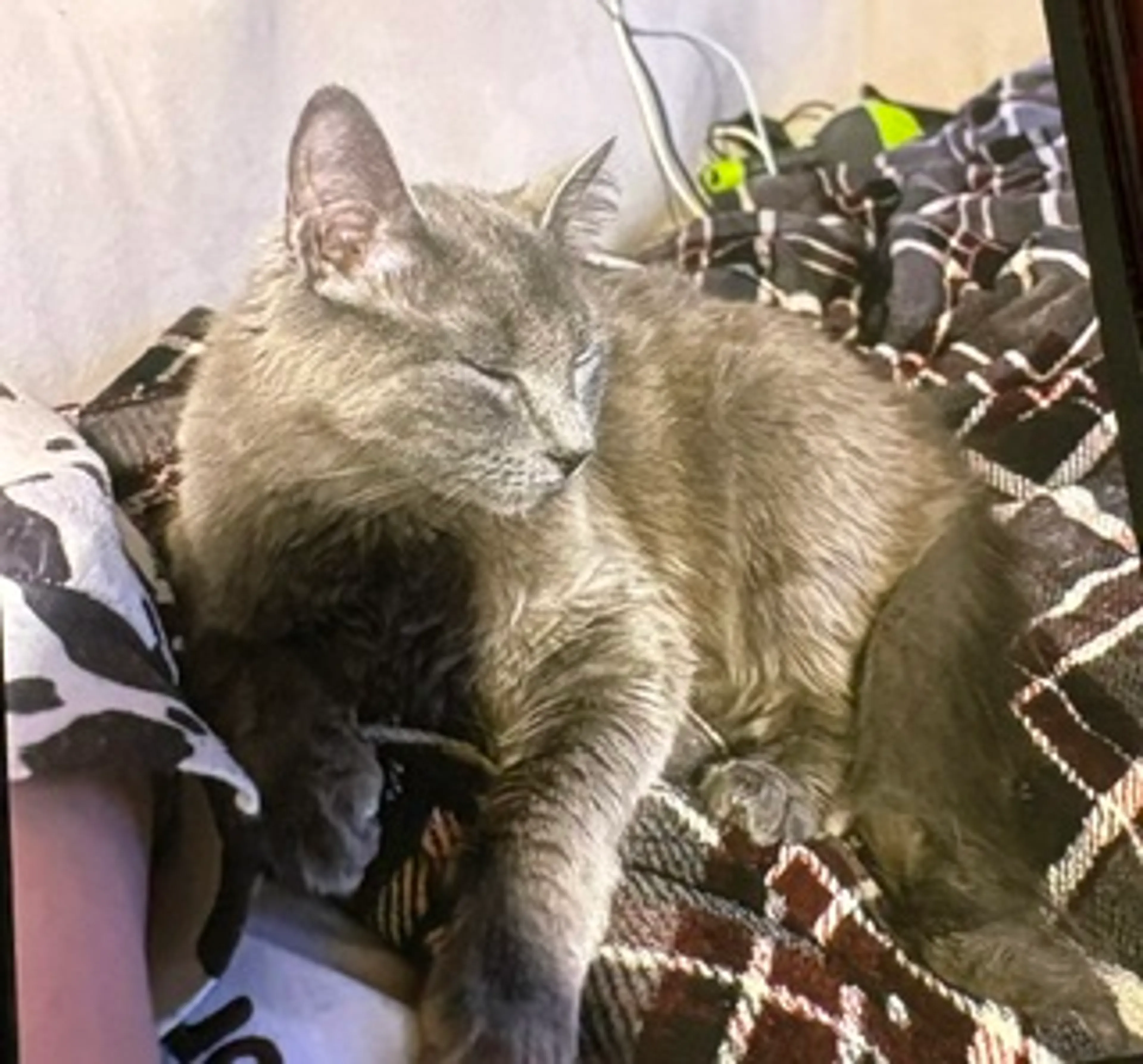 Found pet