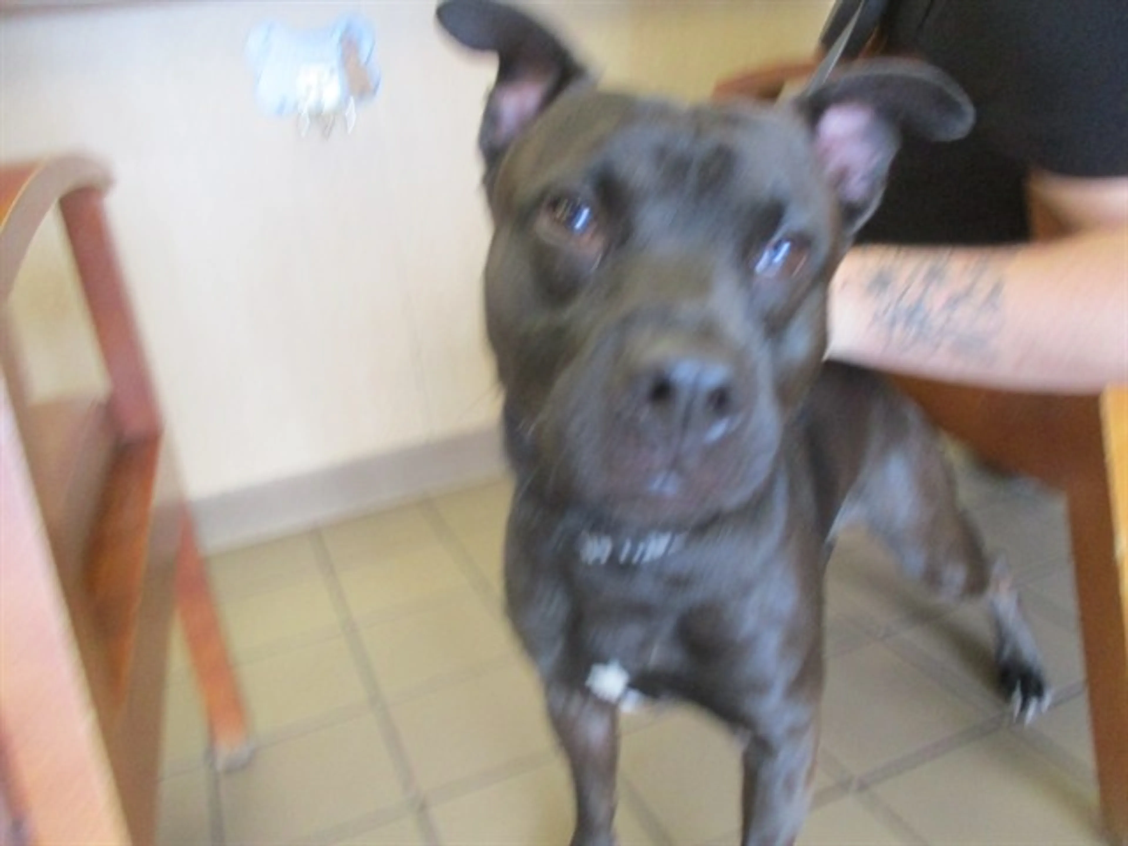 Found pet