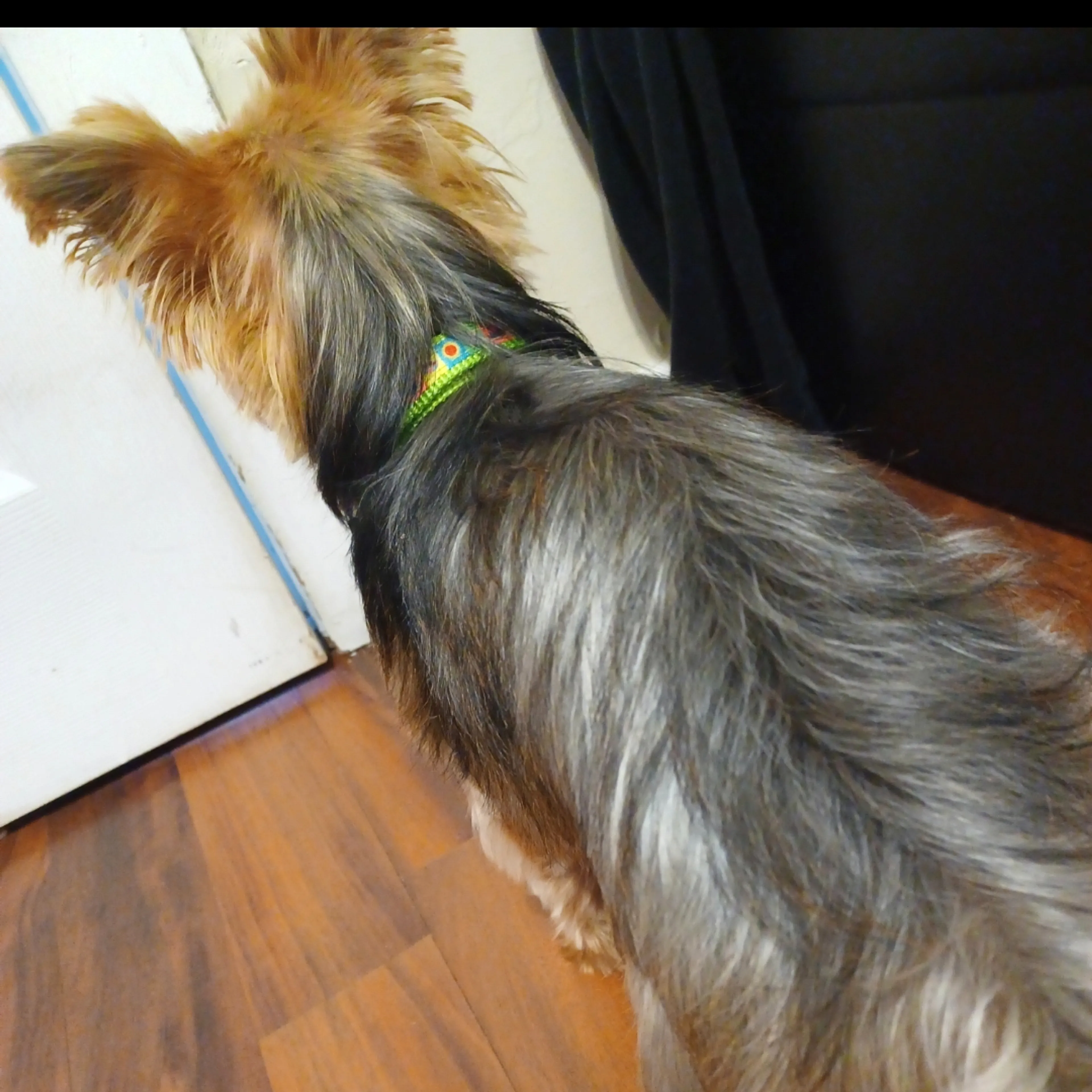 Lost pet-1