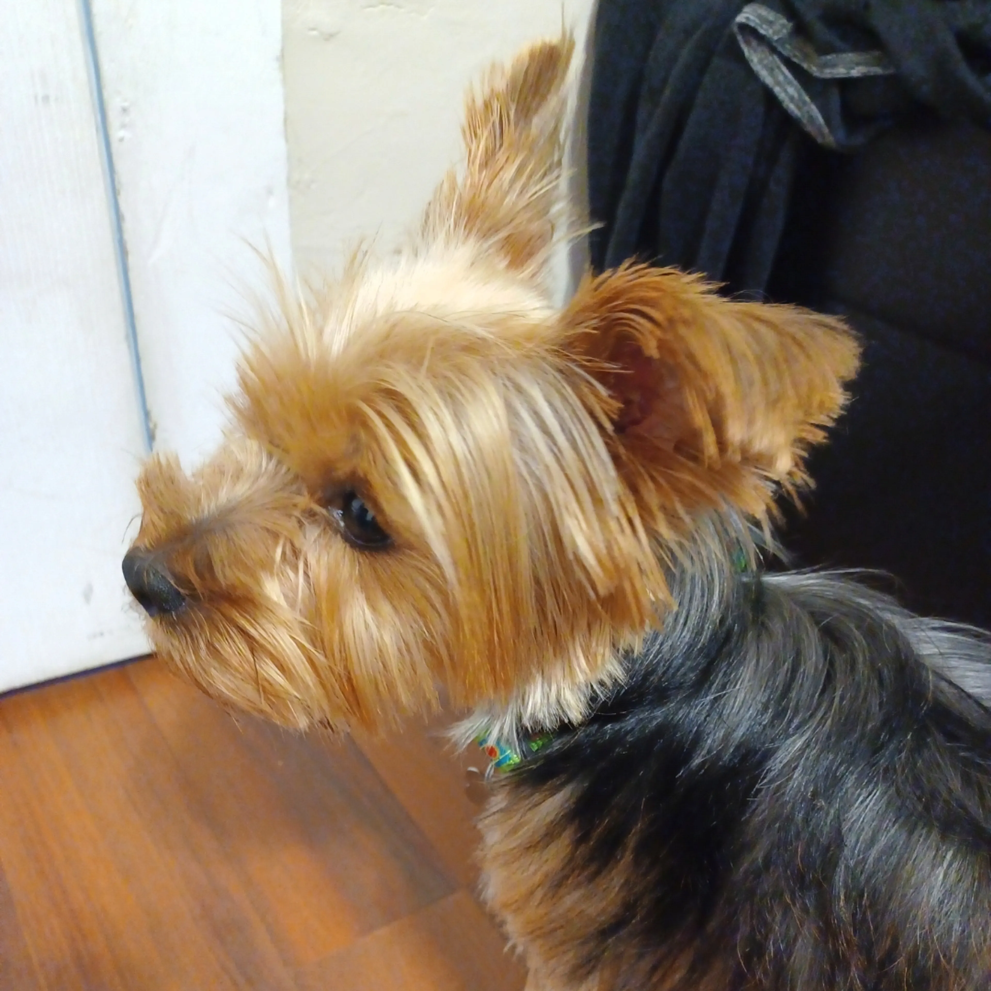 Lost pet-2
