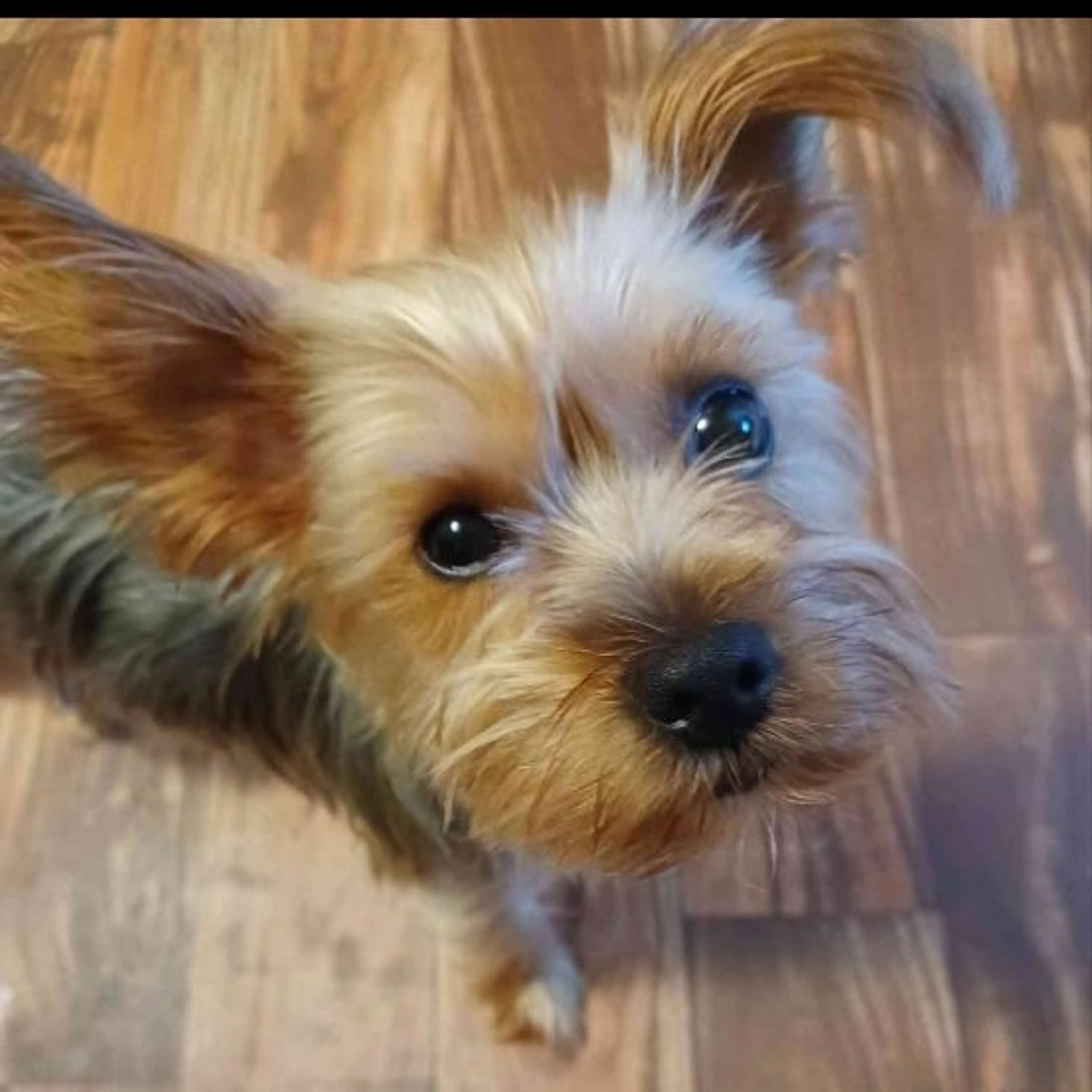 Lost pet-0