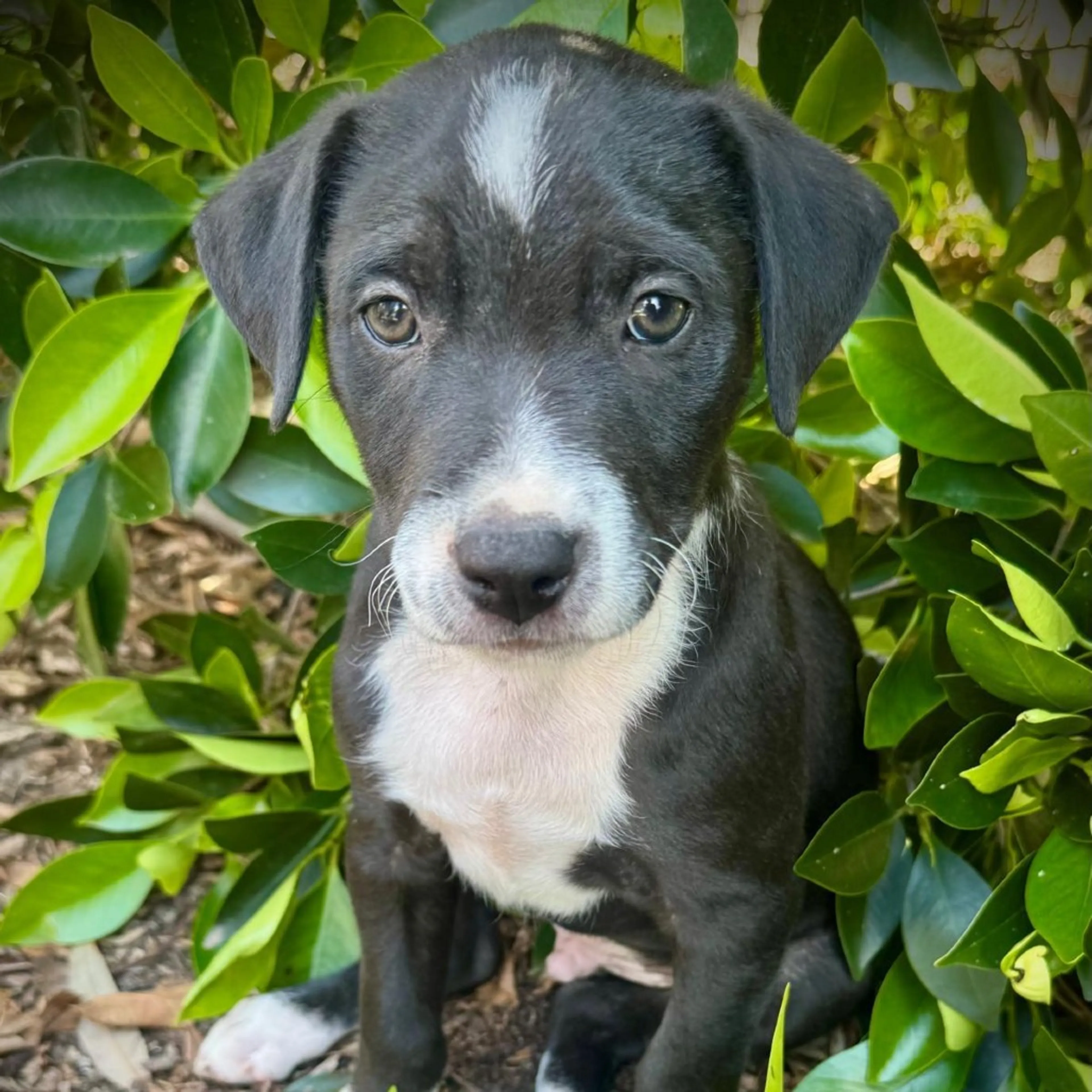 Found pet-1