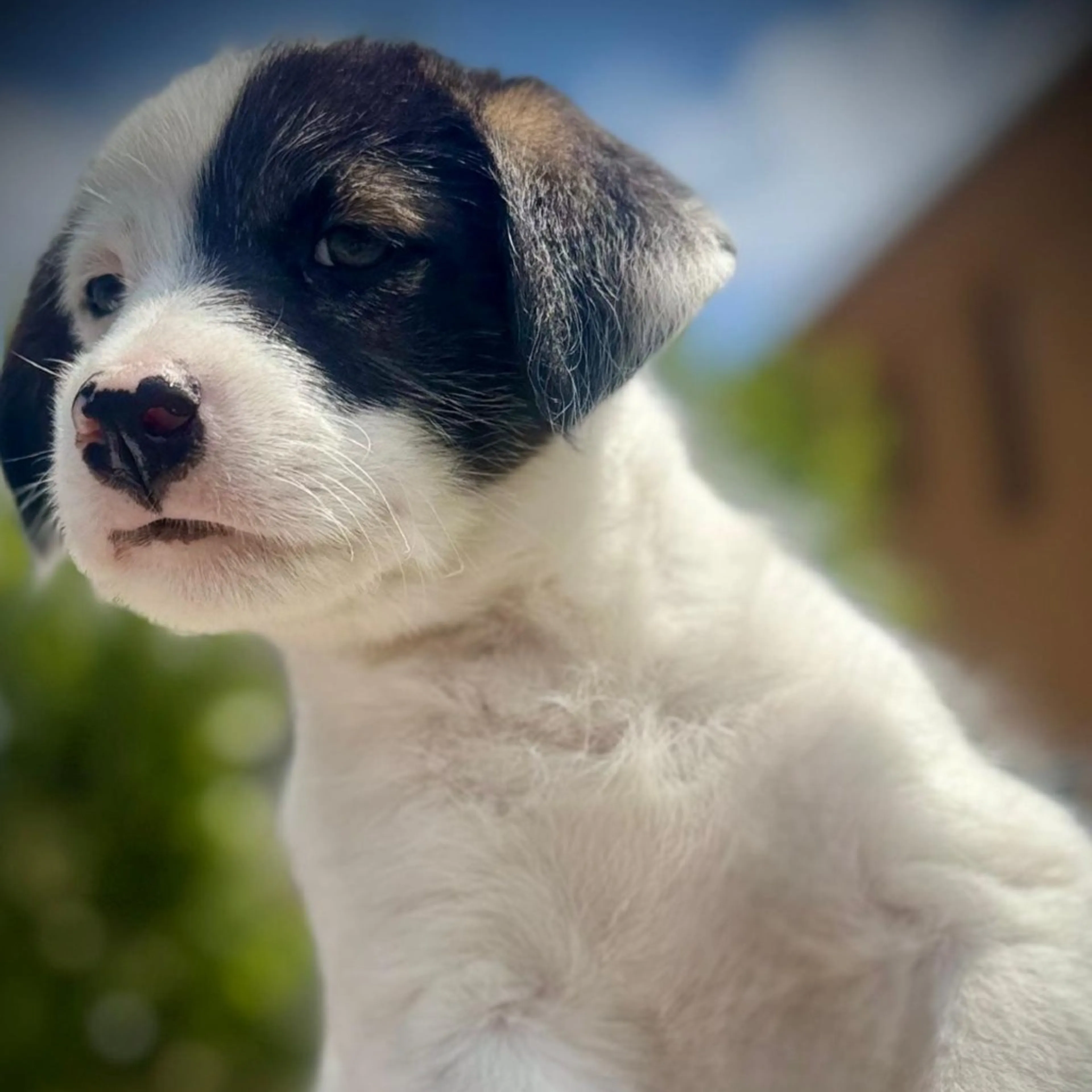 Found pet-2