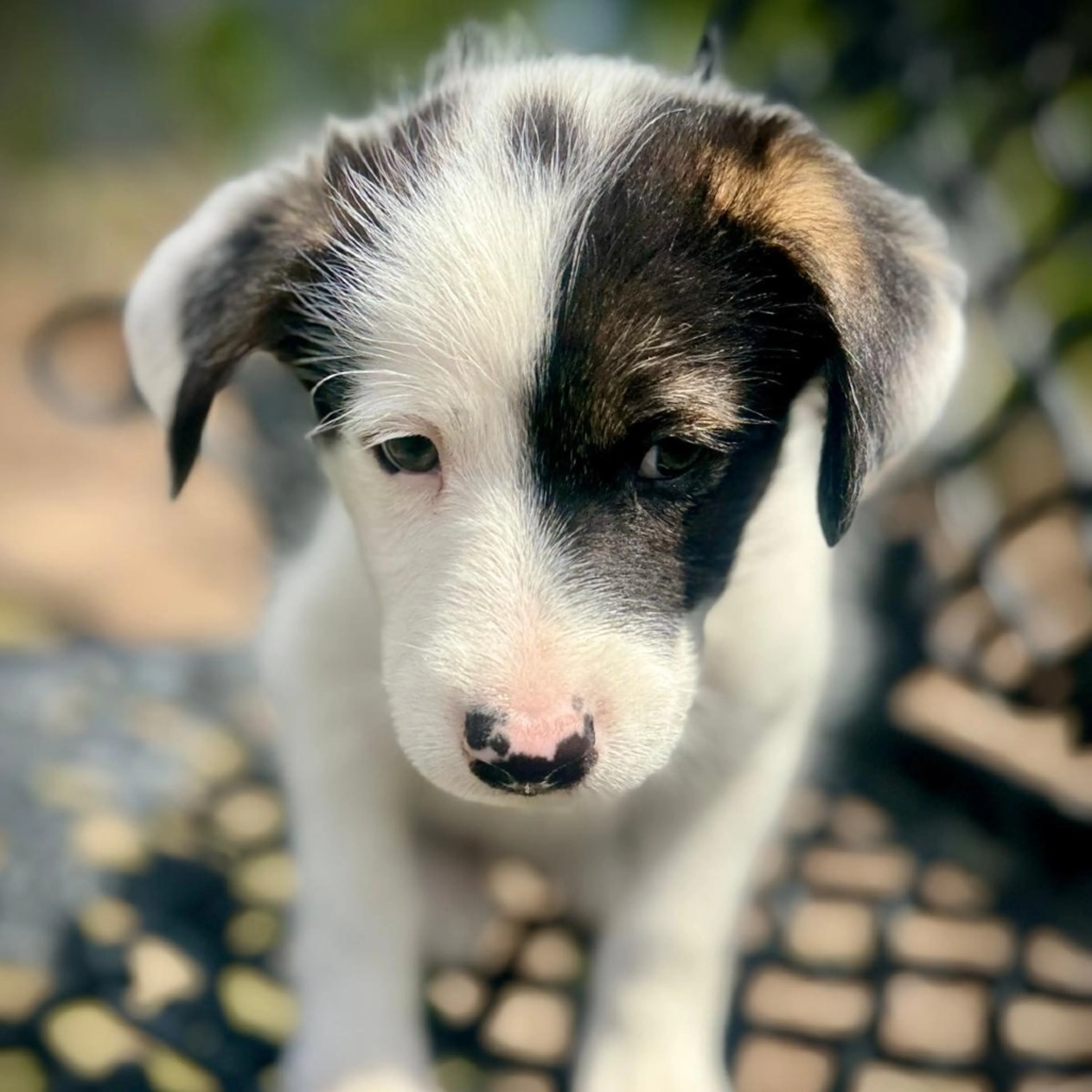 Found pet-1