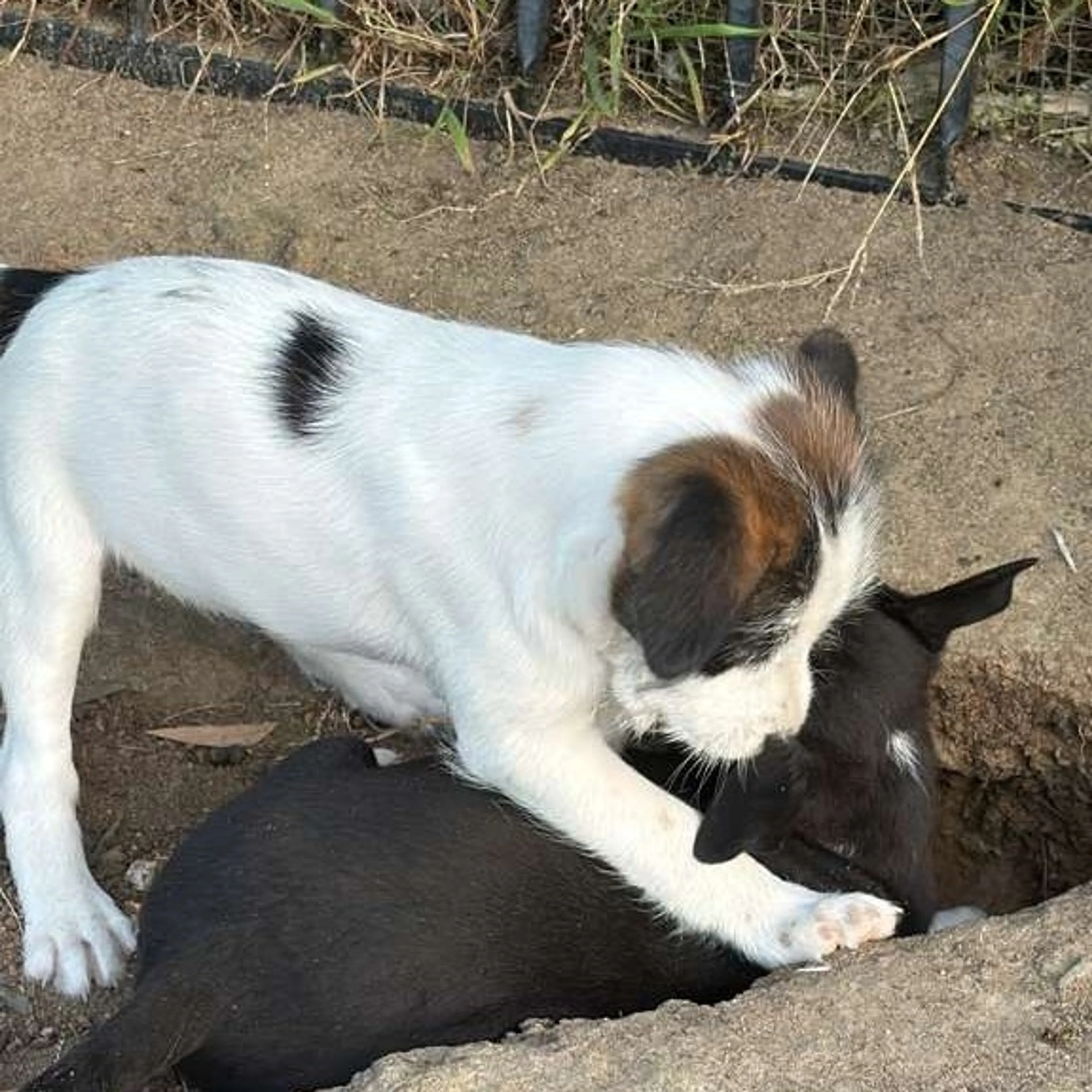 Found pet-3