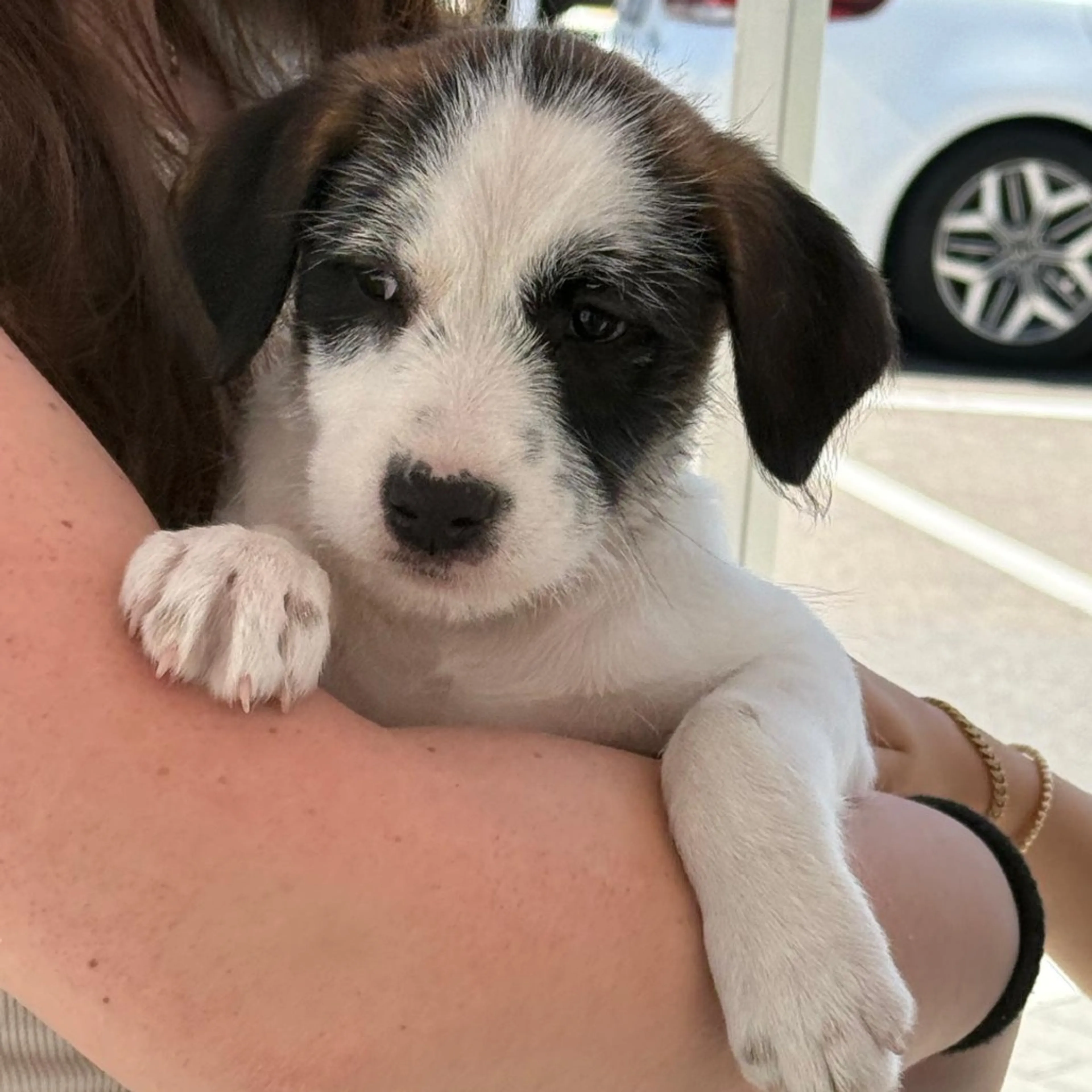Found pet-4
