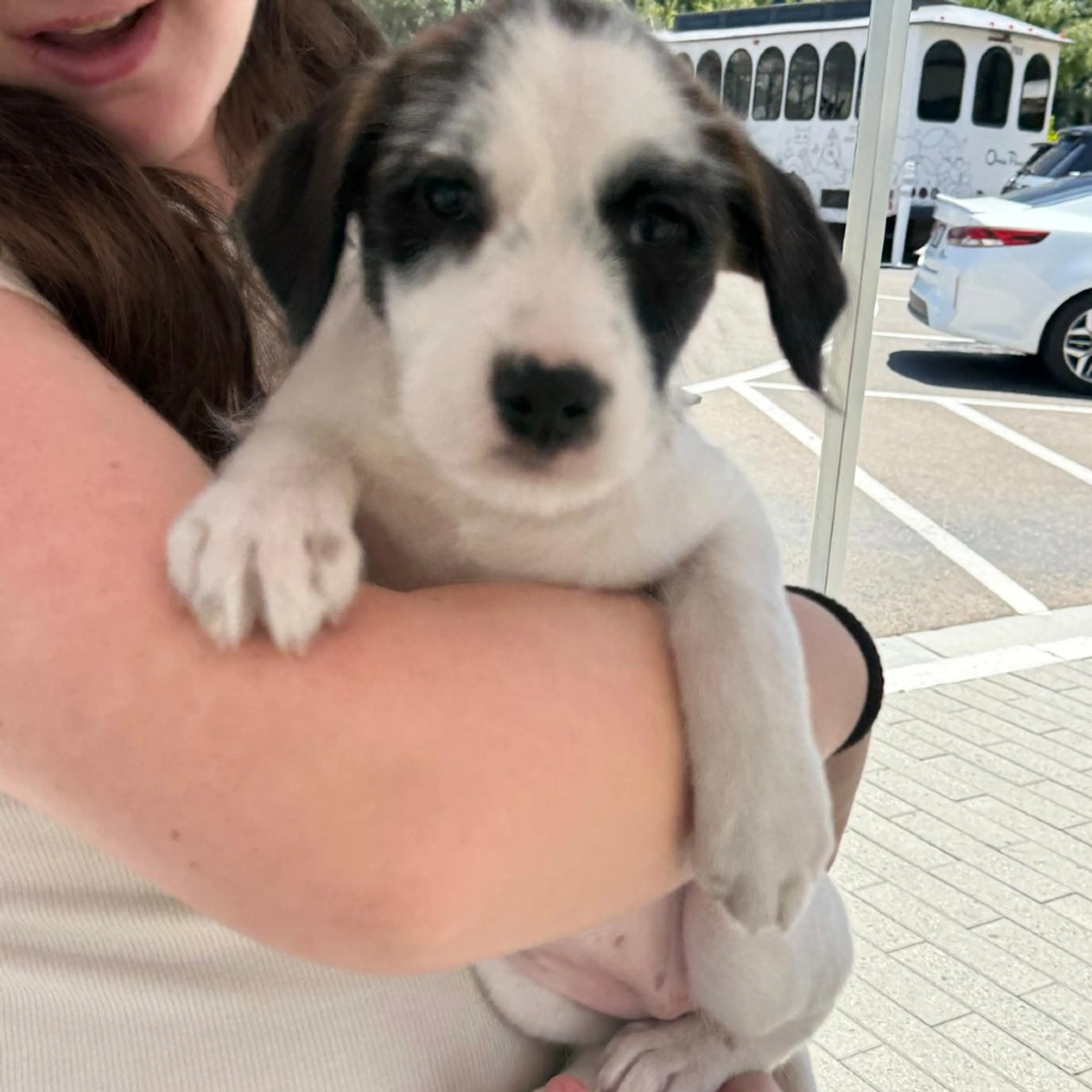 Found pet-5