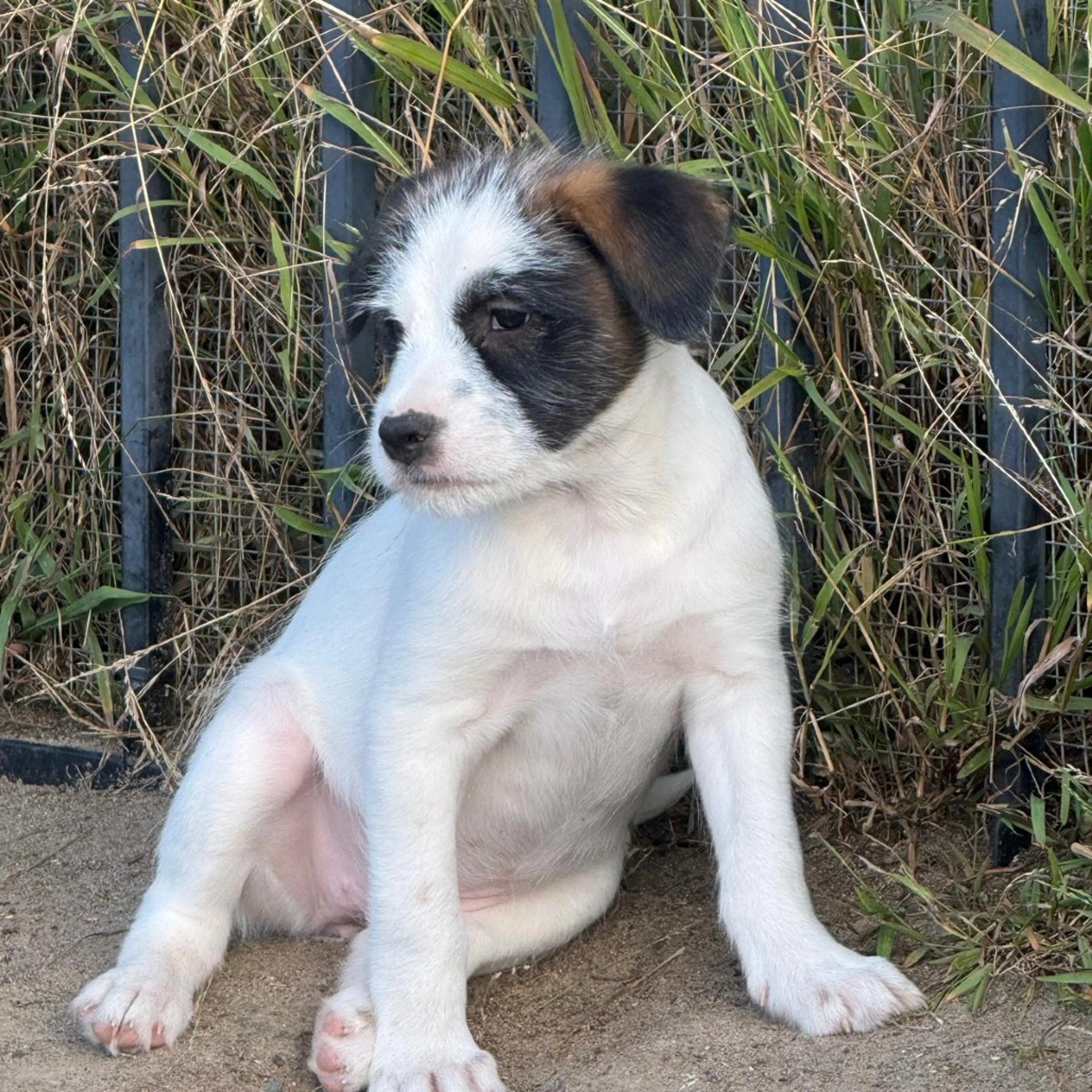 Found pet-2
